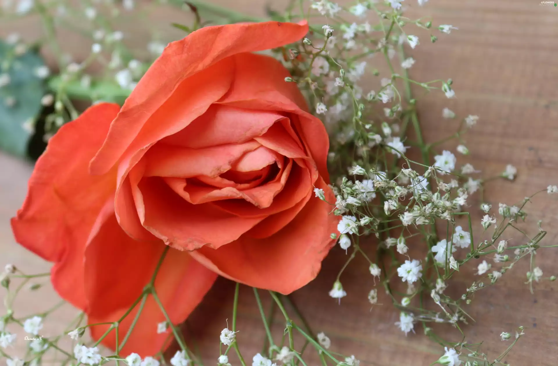 rose, red hot, Gipsówka, one