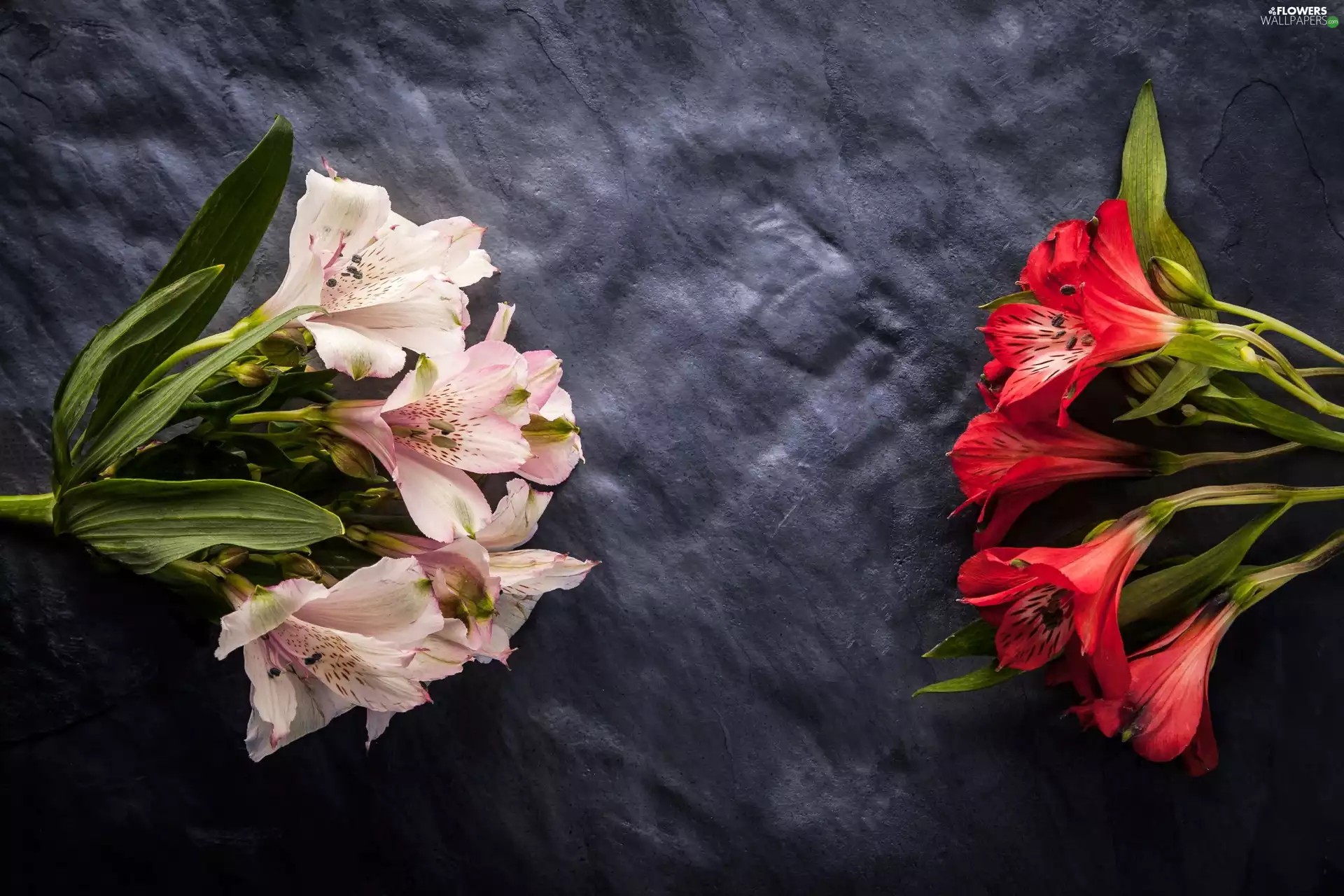 Flowers, red hot, Alstroemeria, Pink