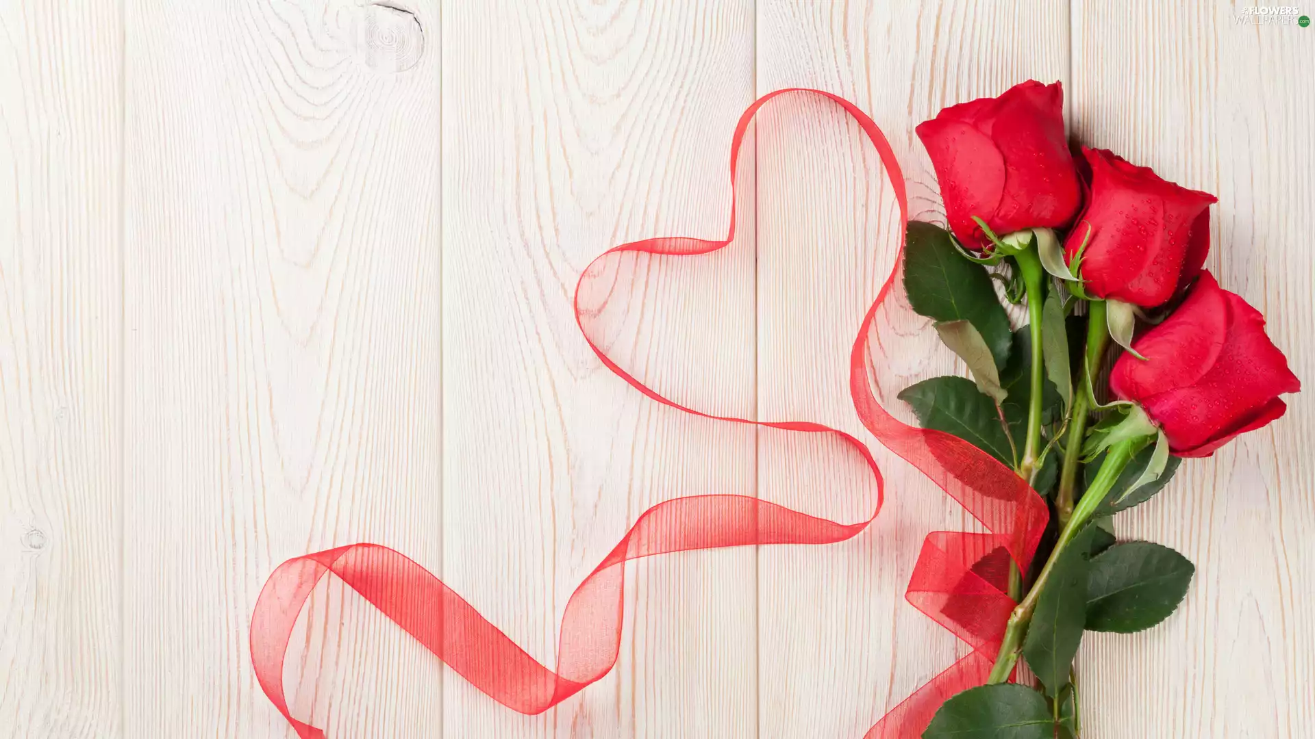 Three, red hot, ribbon, roses