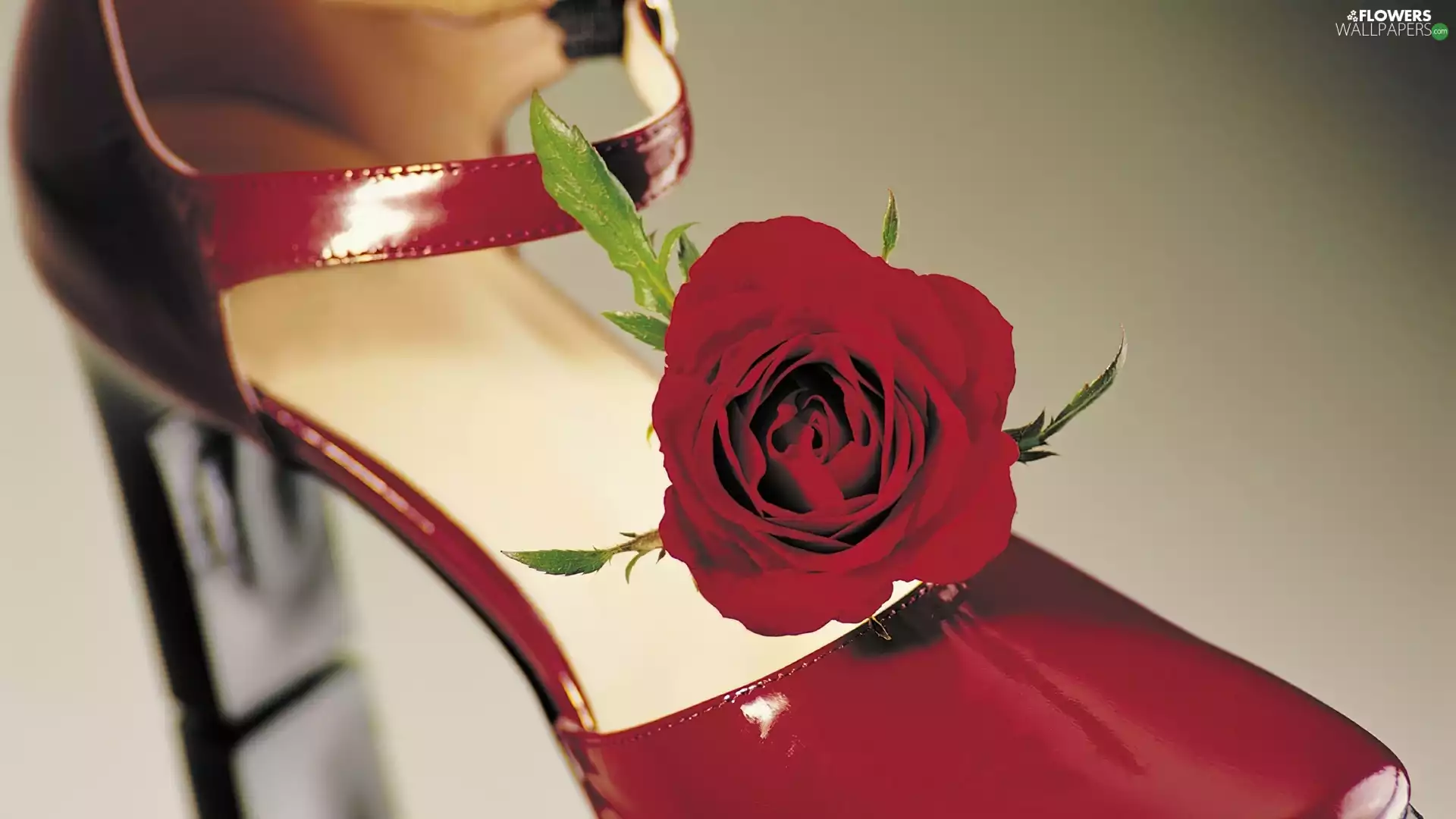 Red, red hot, rose, slipper