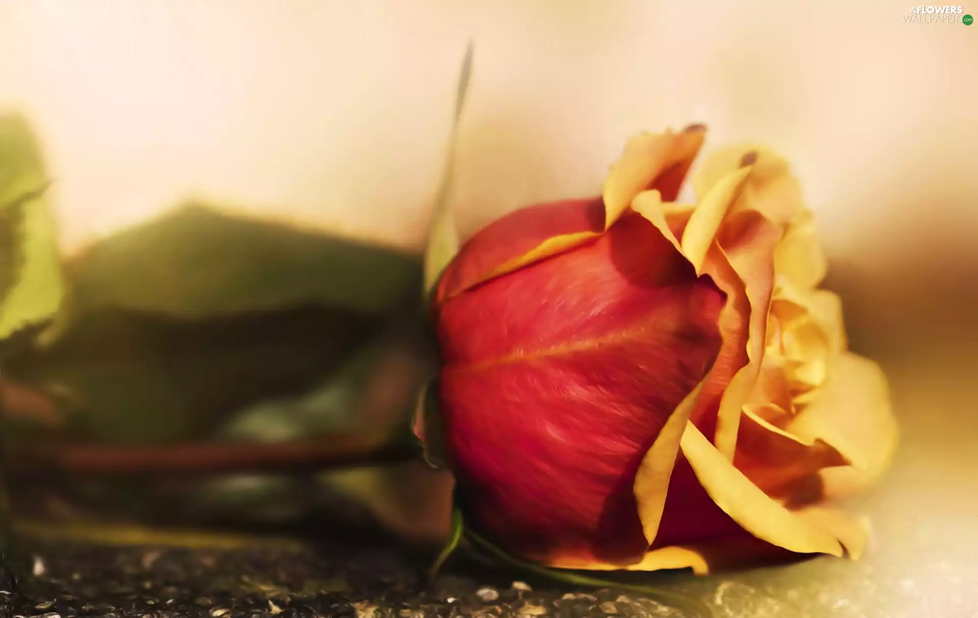 Flower, red hot, rose, yellow