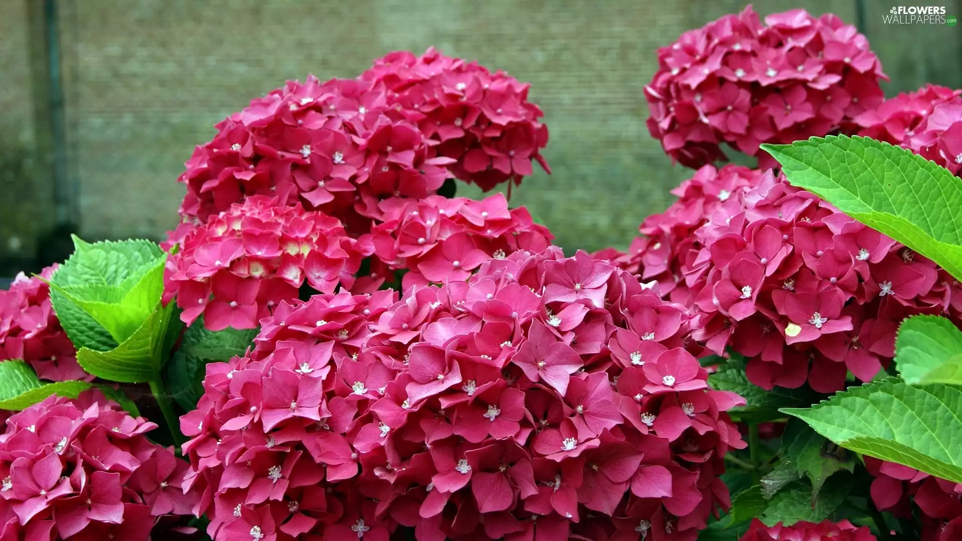 Red, hydrangeas