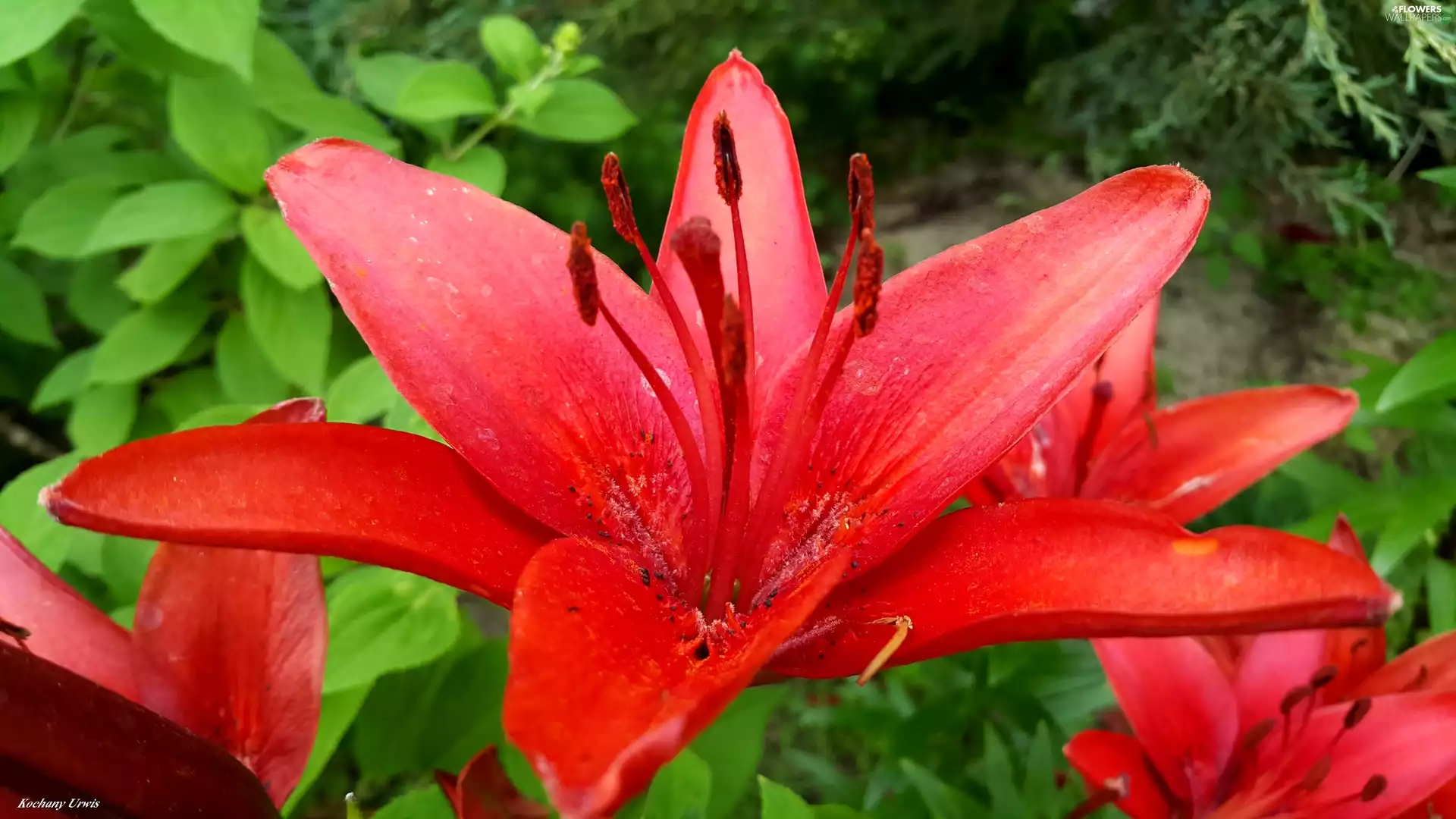 Red, lilies