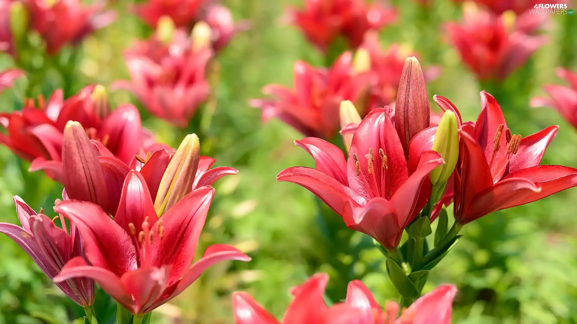 Red, Flowers, lilies