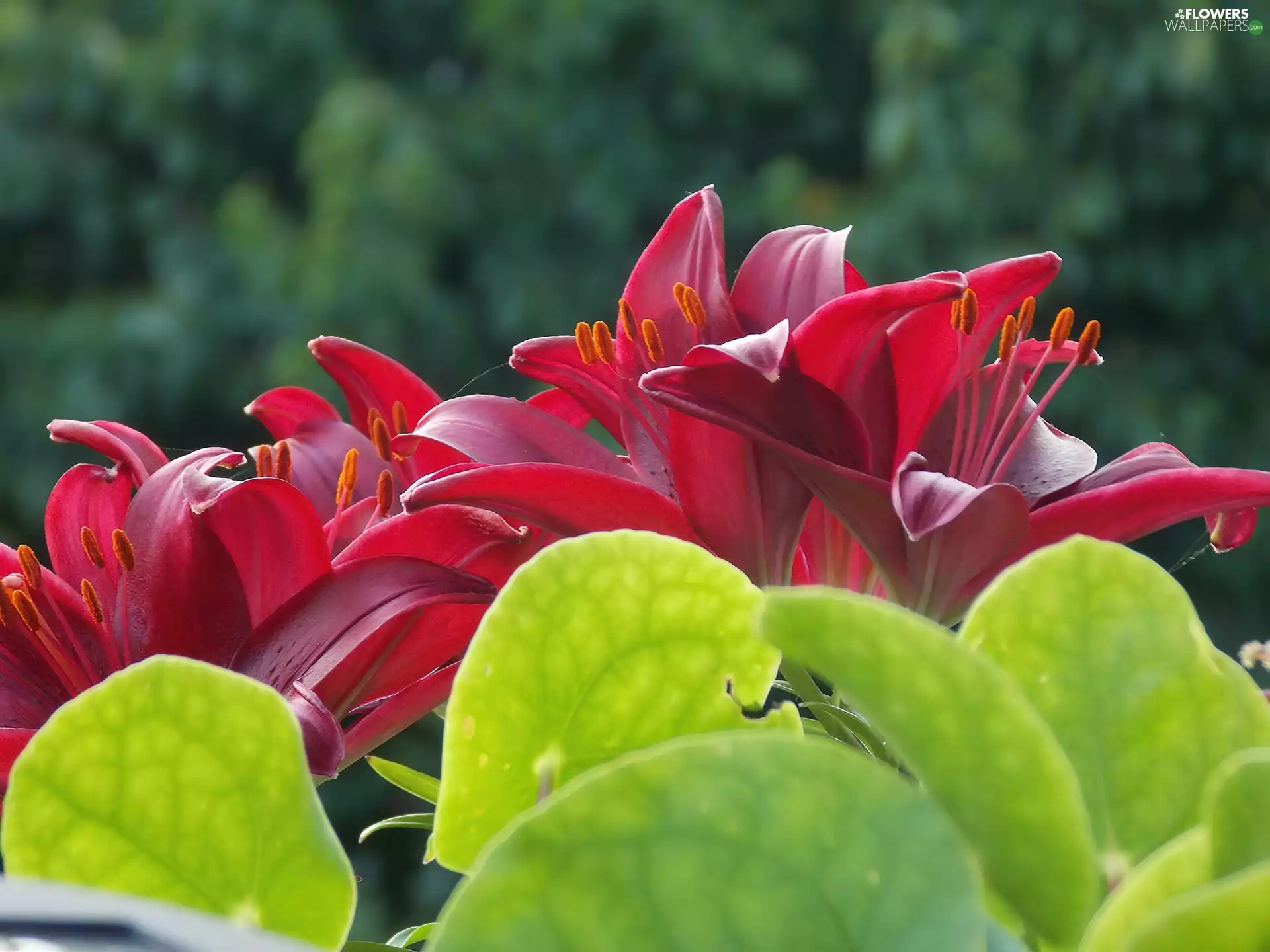 Red, lilies