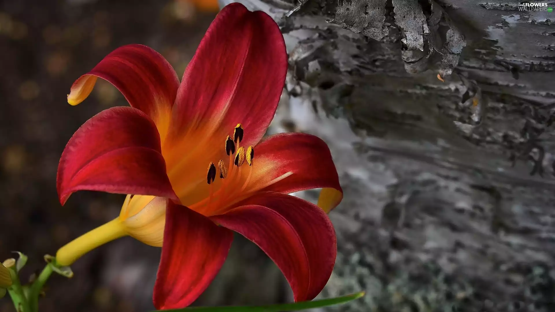lily, Colourfull Flowers, Red