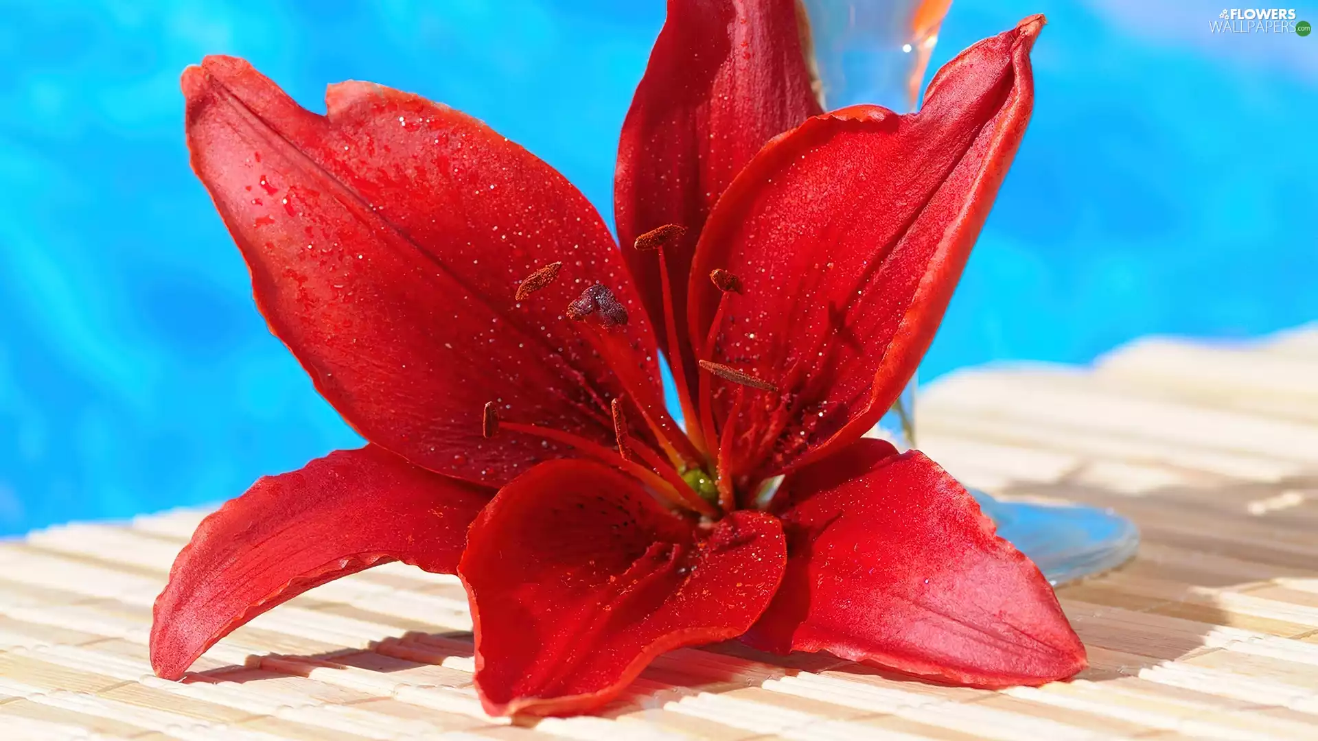 red hot, Lily