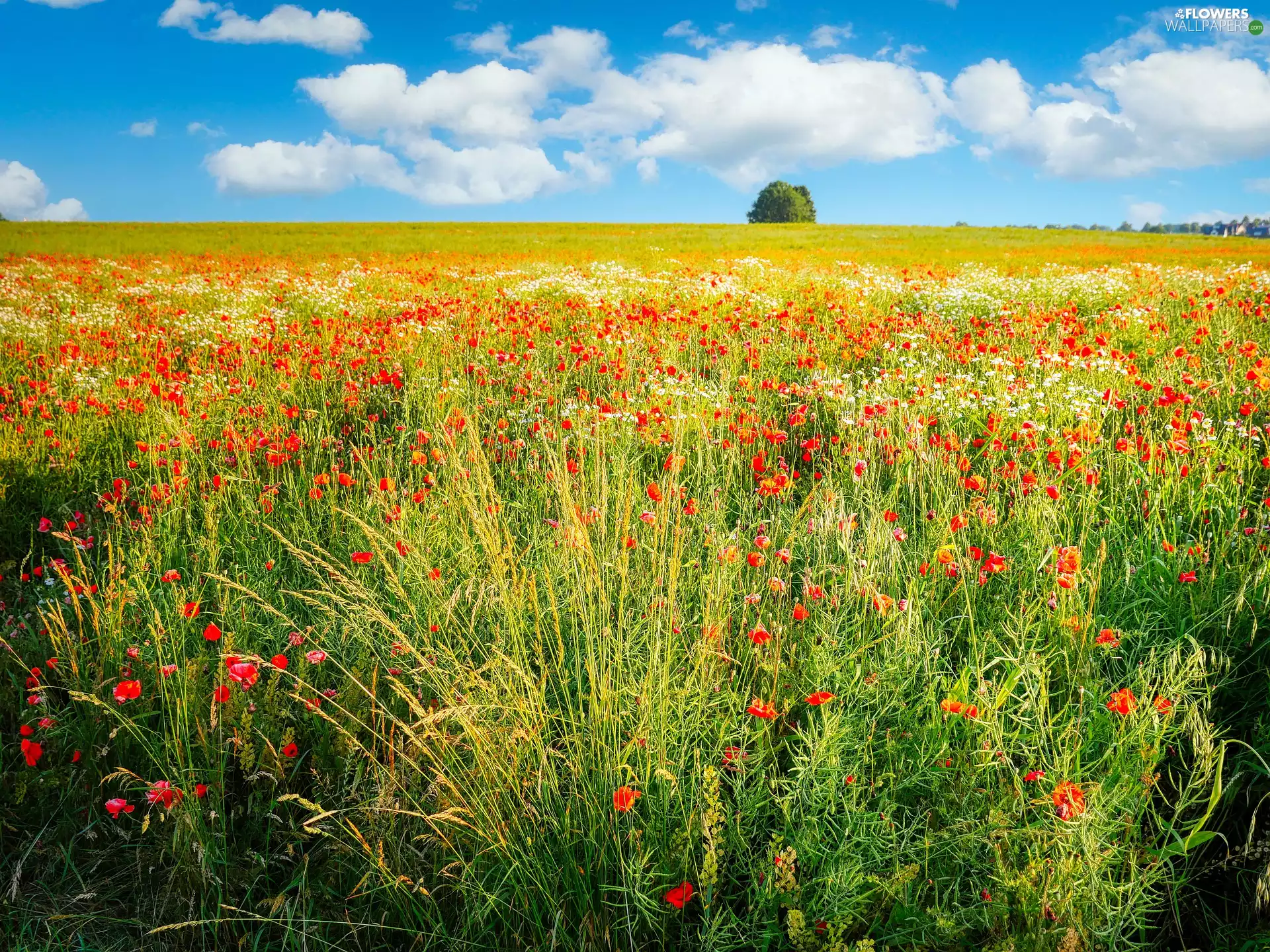 papavers, Red, Meadow, Flowers, Field