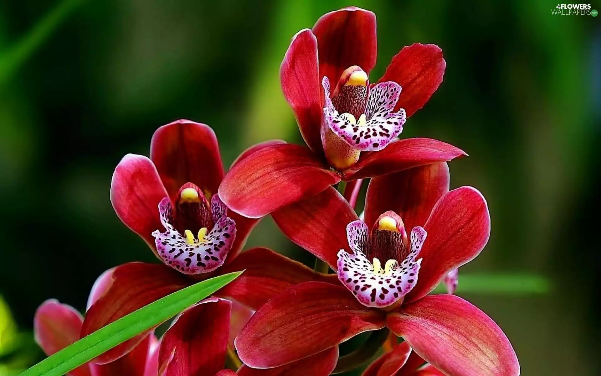 Red, orchid