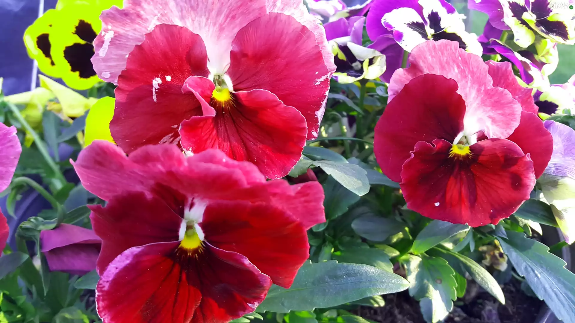 Red, pansies