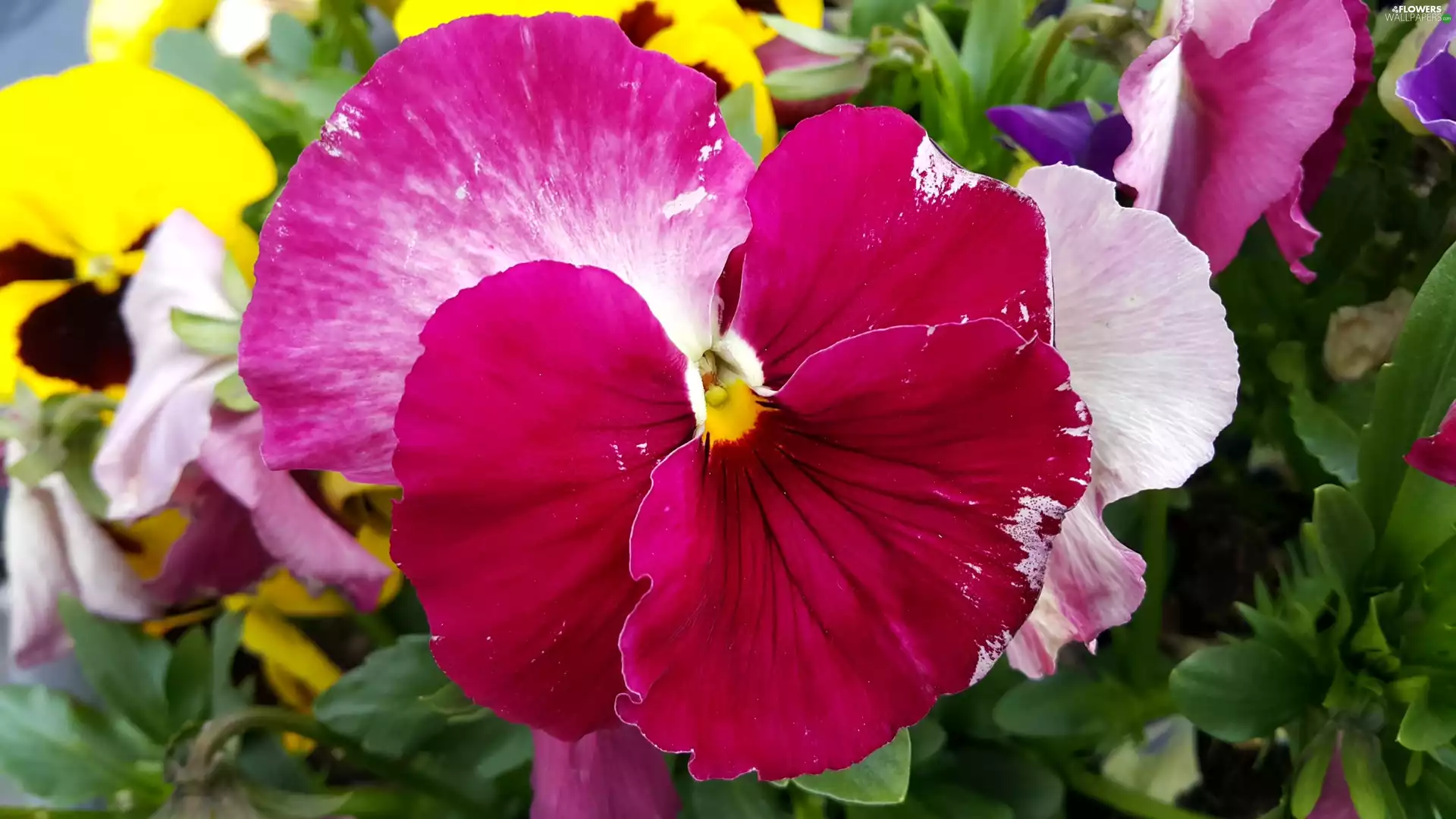 Red, pansy