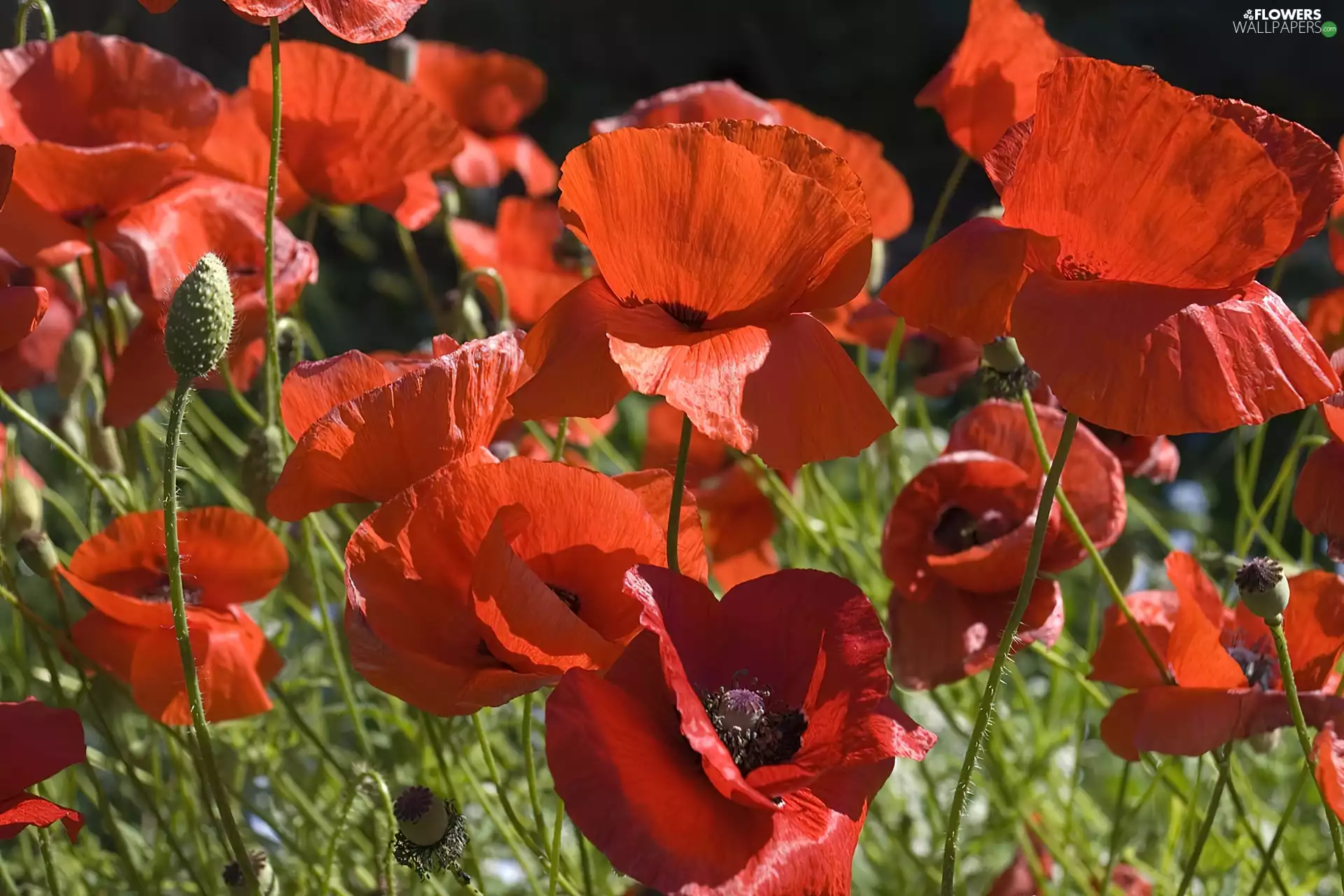 Red, papavers