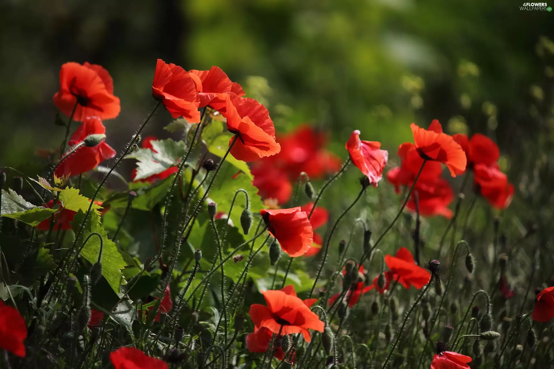 Red, papavers