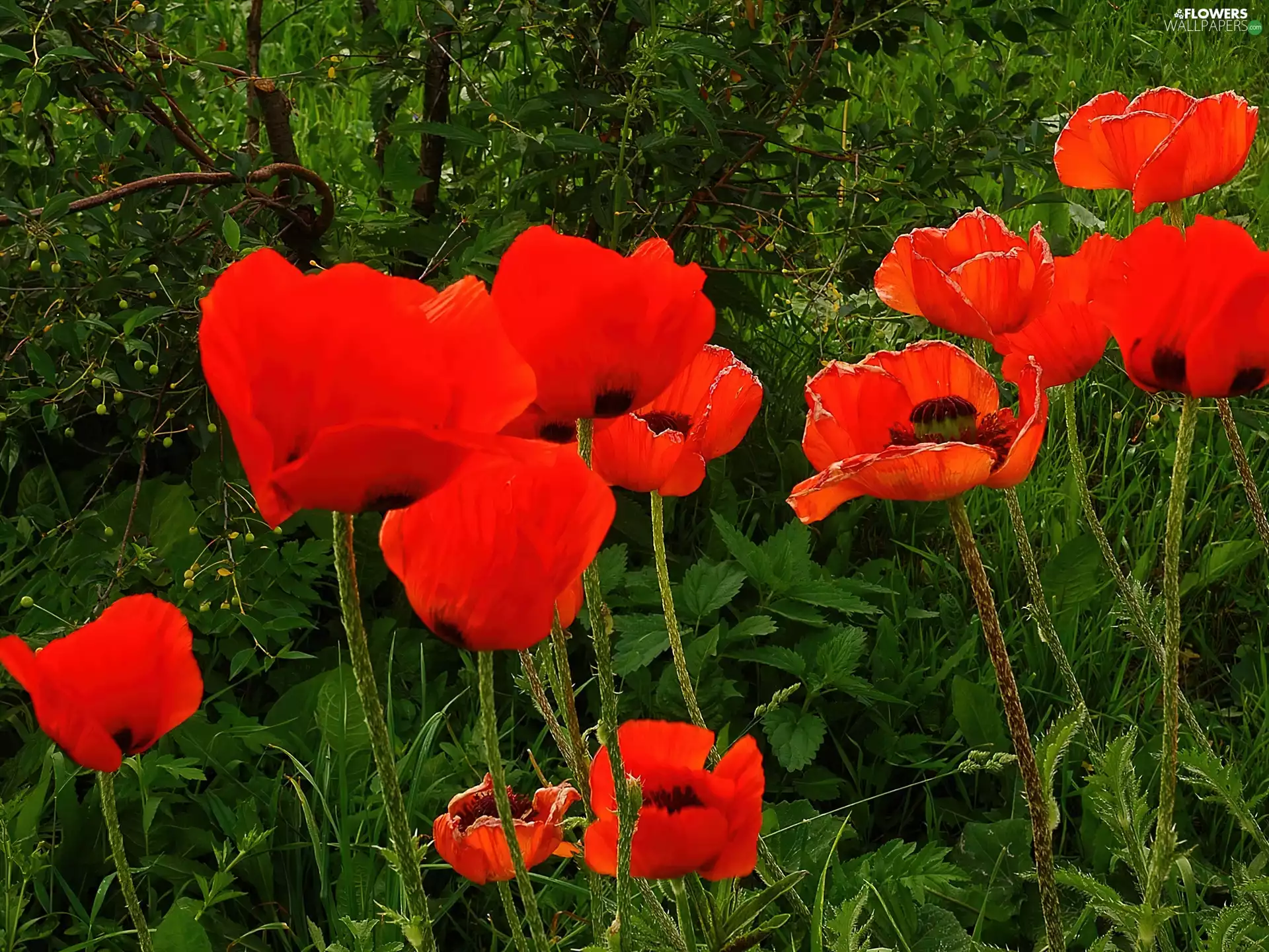 Red, papavers