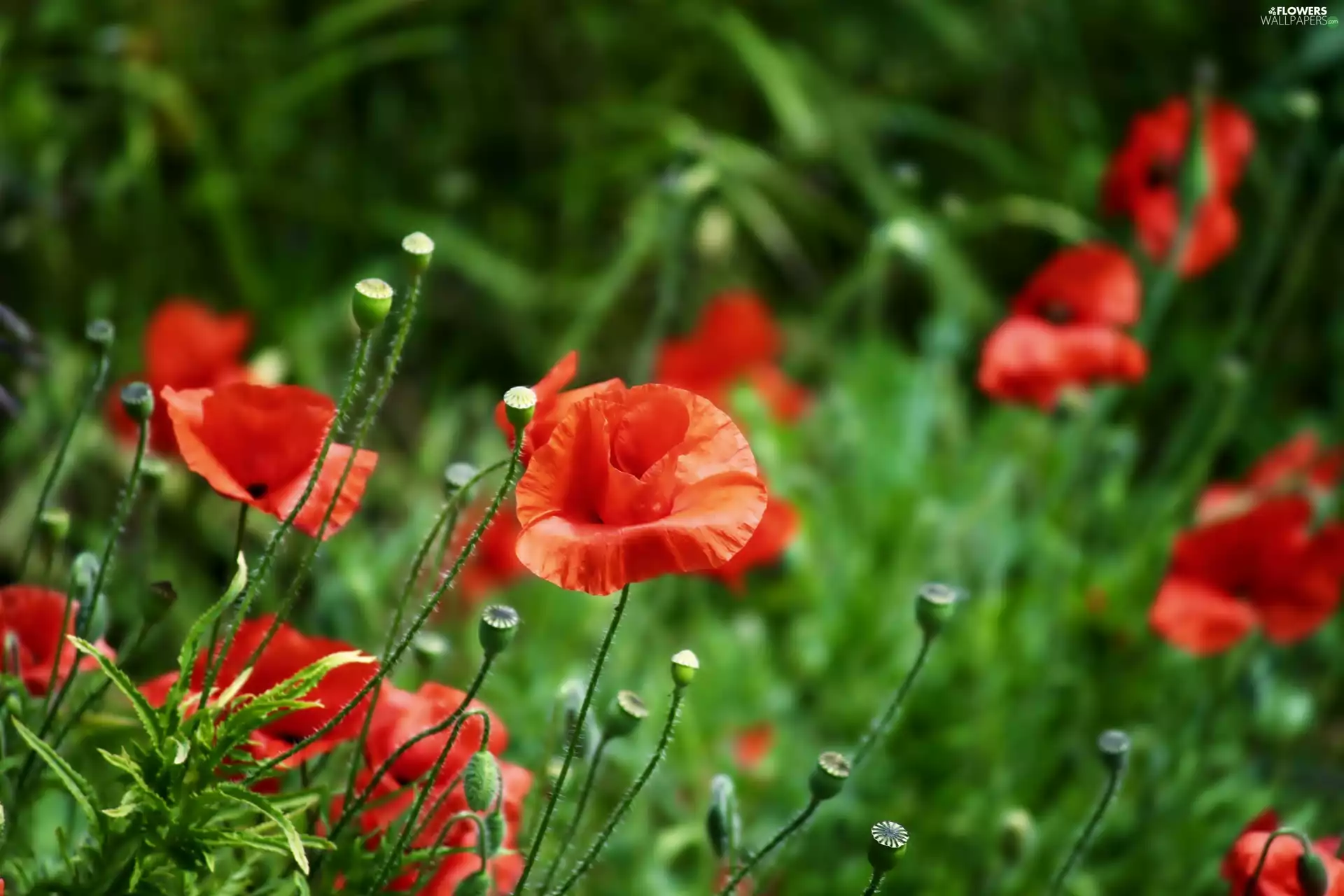 Red, papavers