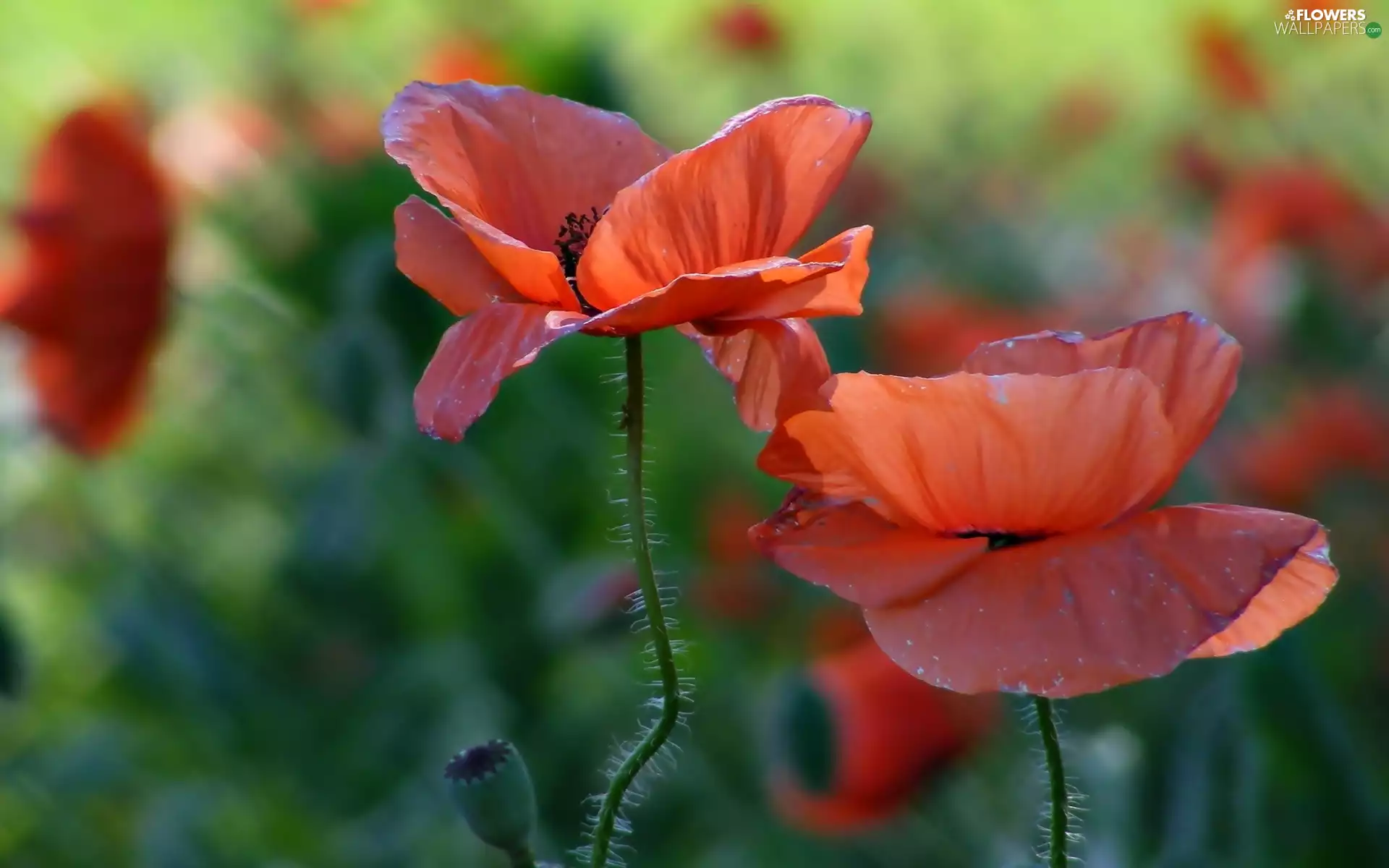 Red, papavers