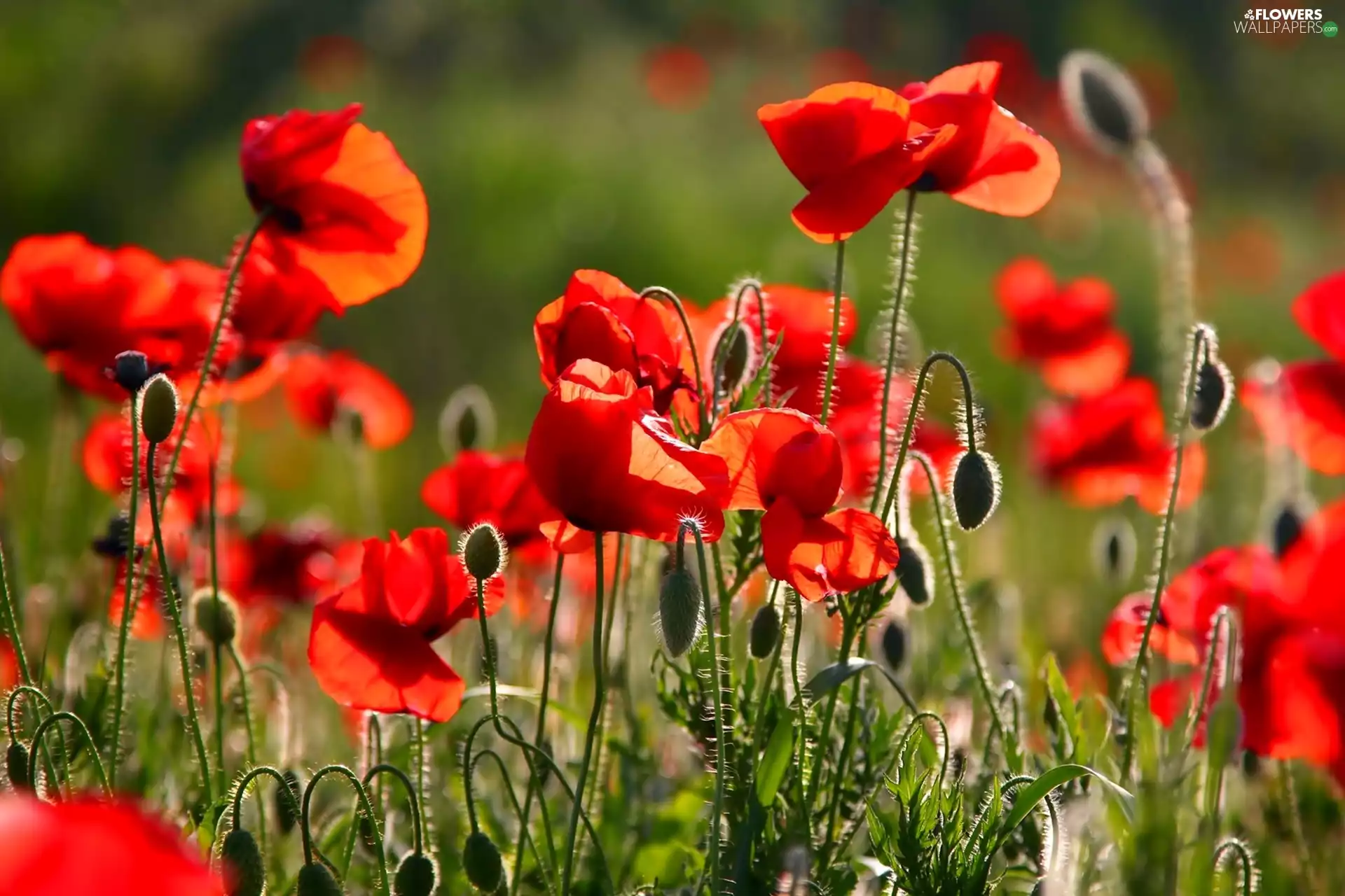 Red, papavers