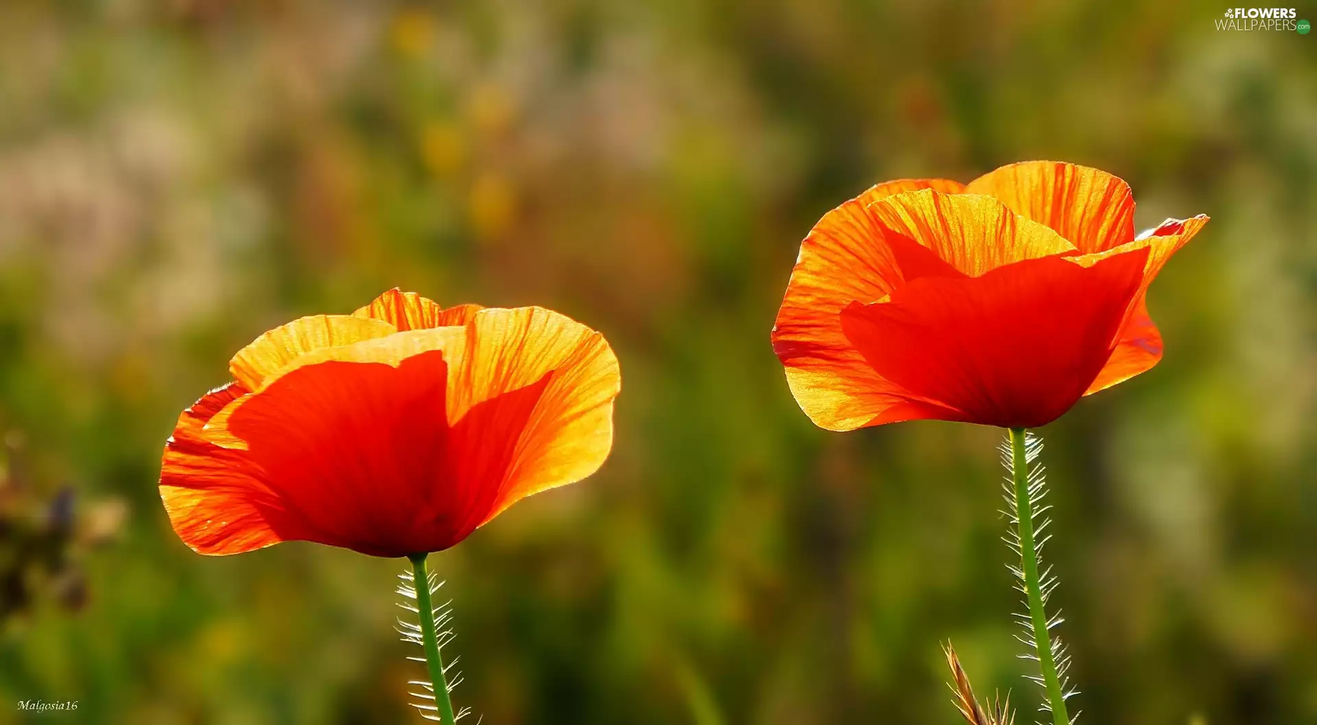 papavers, Two cars, Red