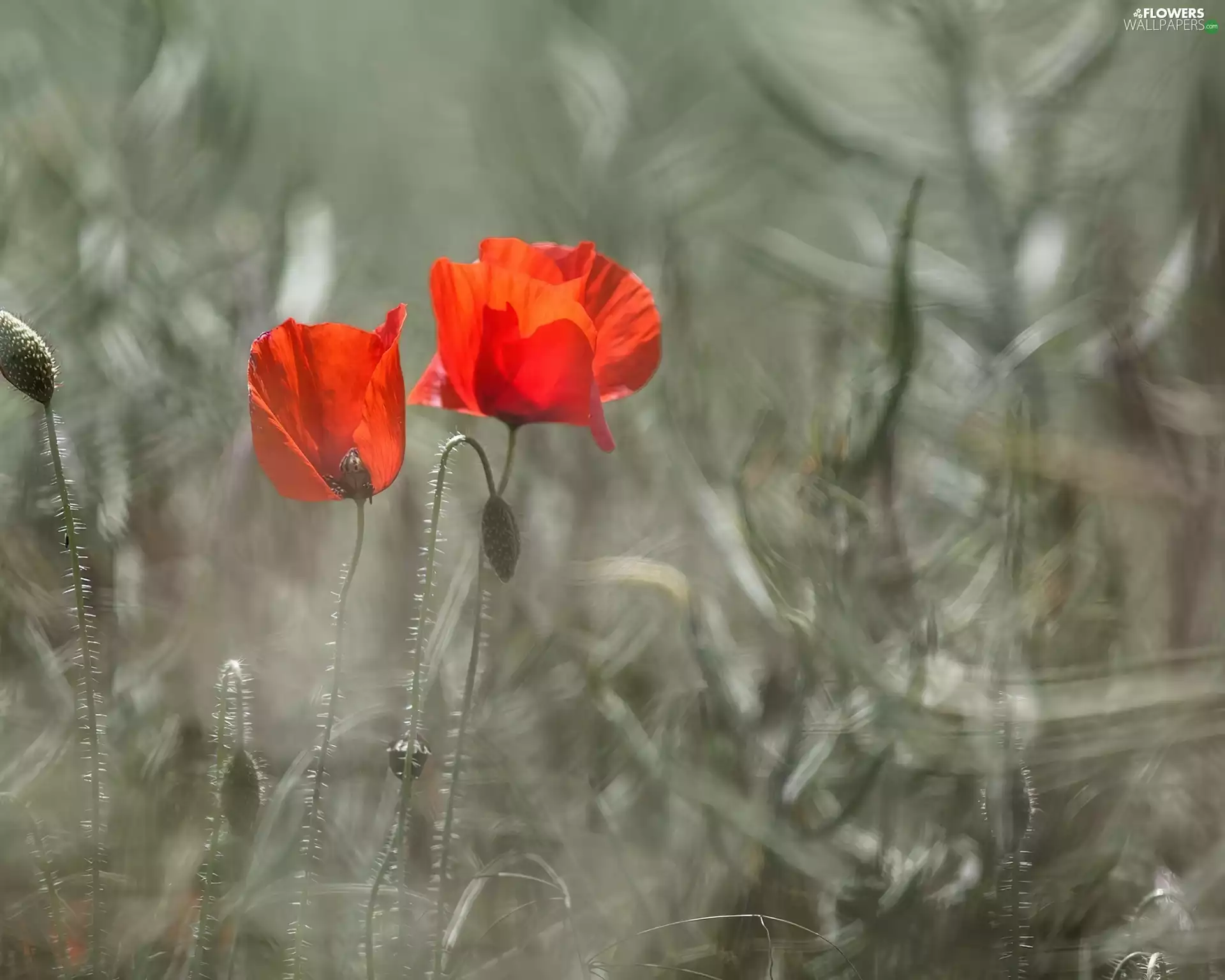 papavers, Two cars, Red