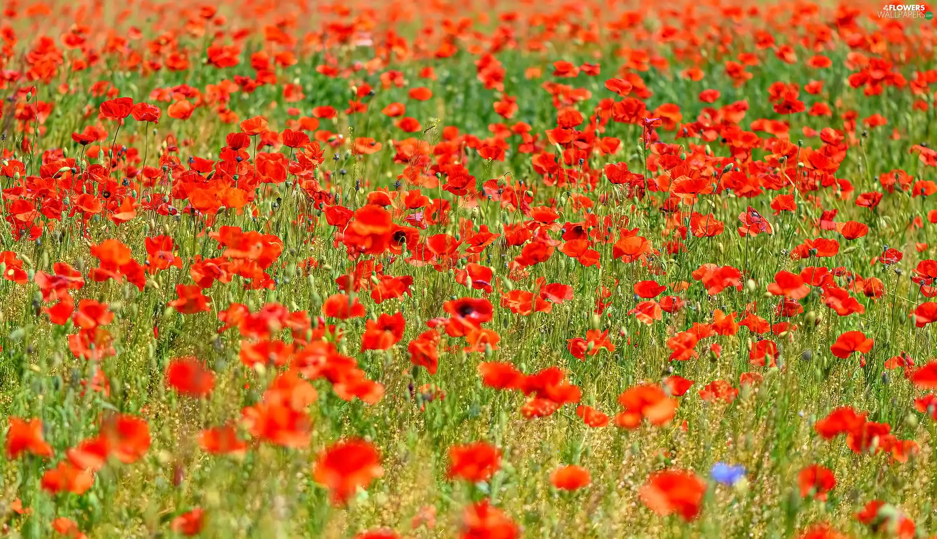 Red, Flowers, papavers