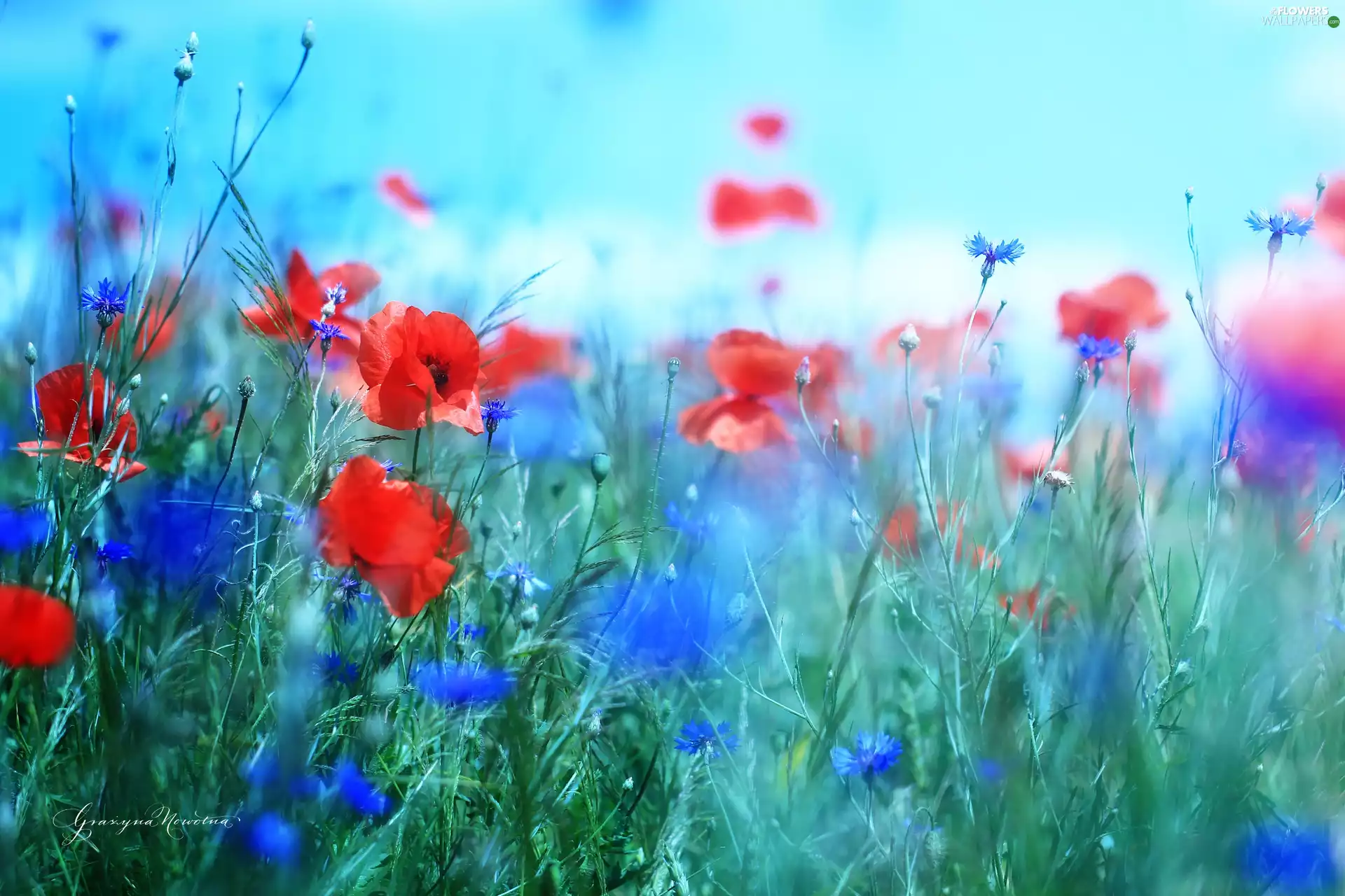 papavers, Flowers, Meadow, Red