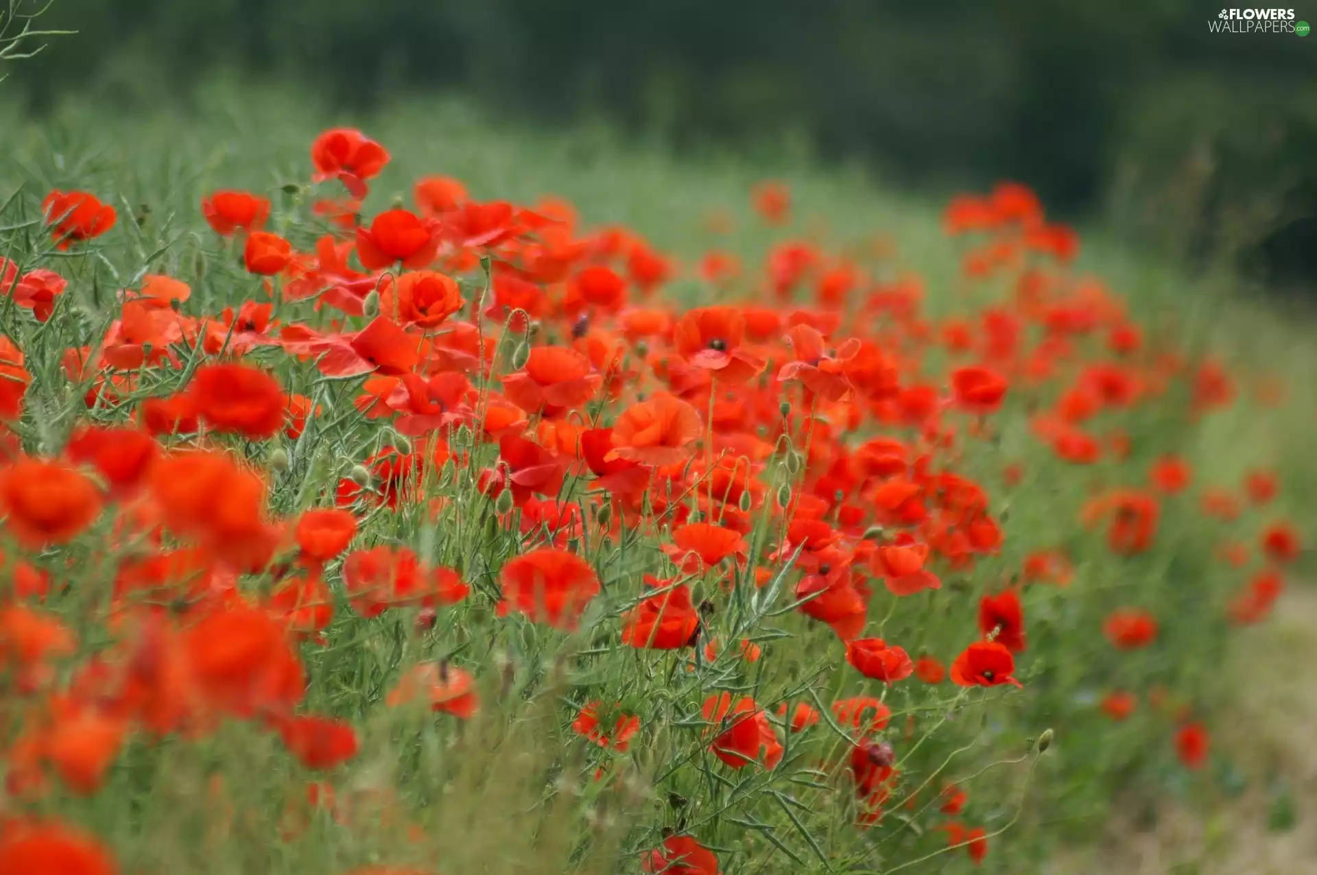Red, Meadow, papavers