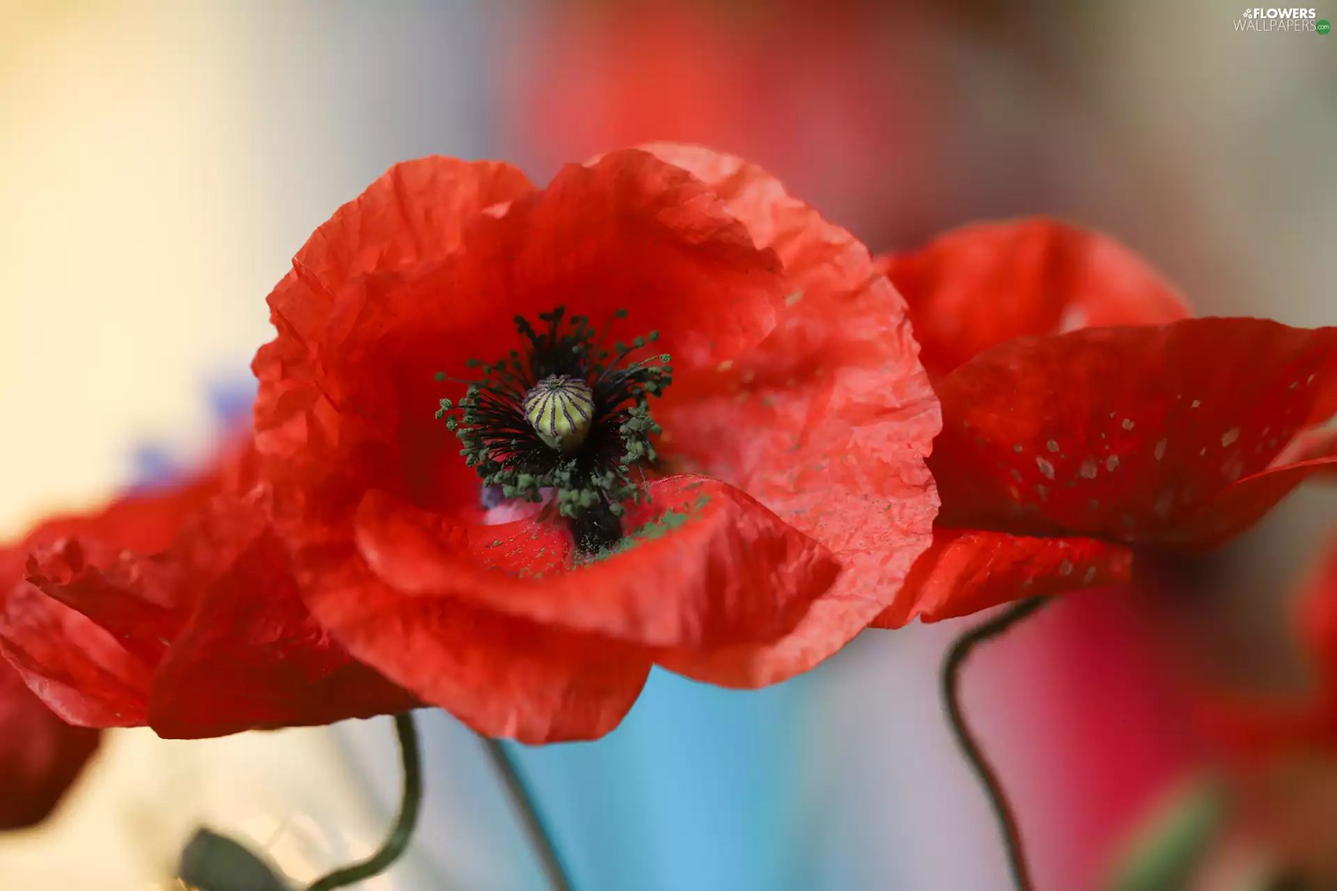 papavers, Flowers, rapprochement, Red
