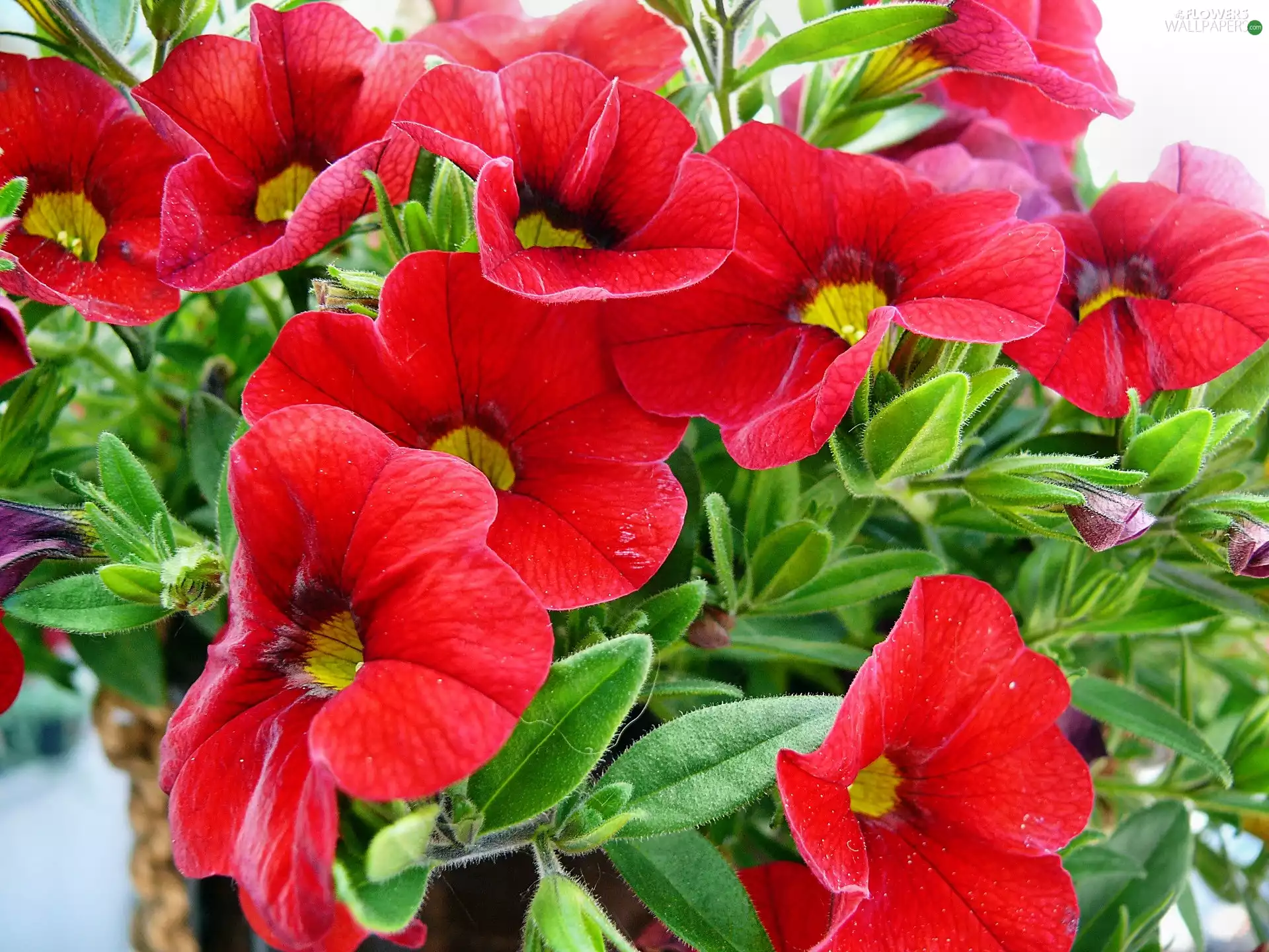 red hot, petunia