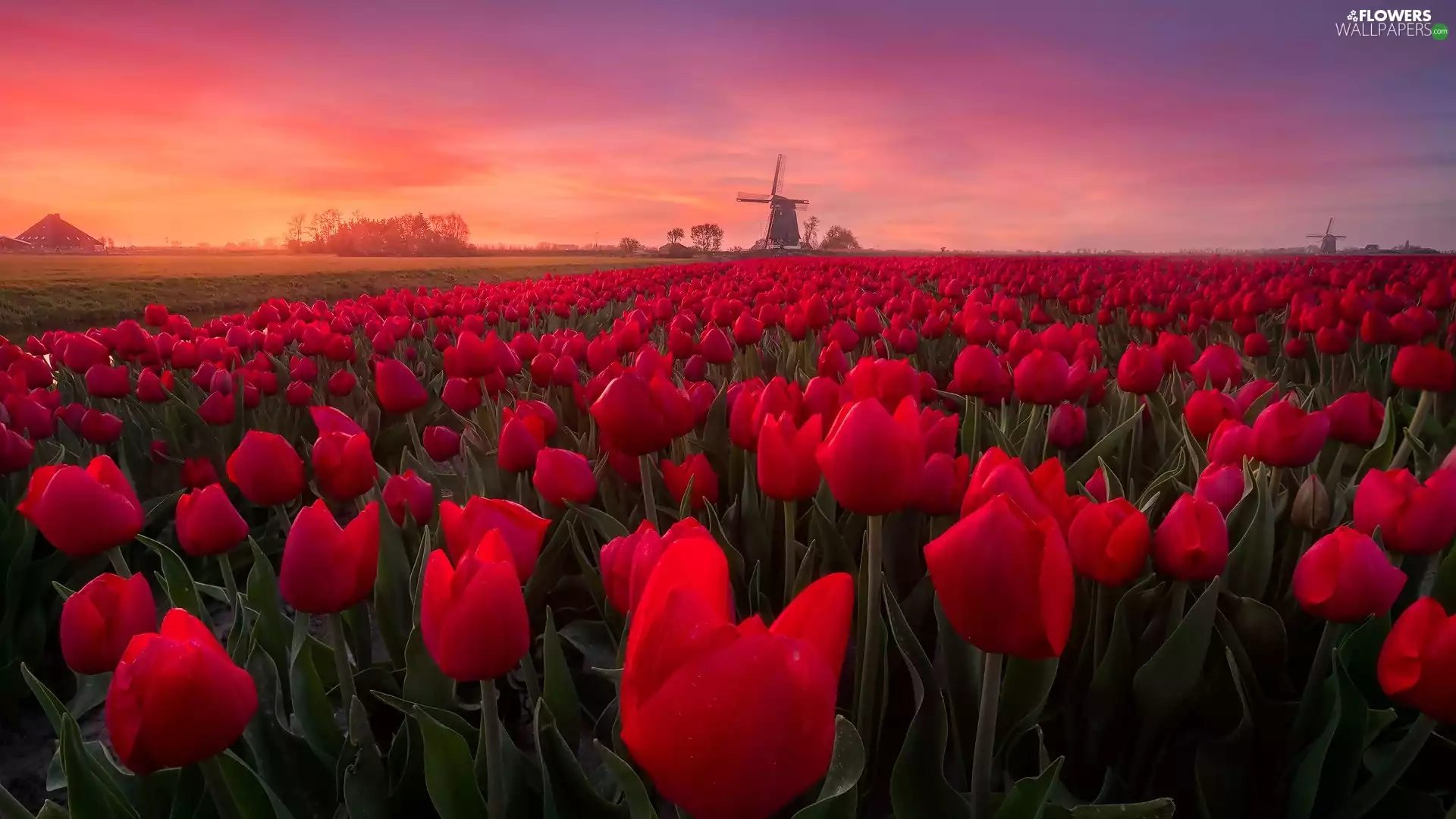 Windmills, Great Sunsets, Red, Tulips, plantation