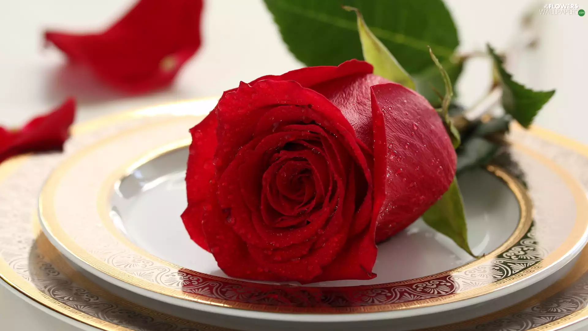 rose, Red, plate, Colourfull Flowers