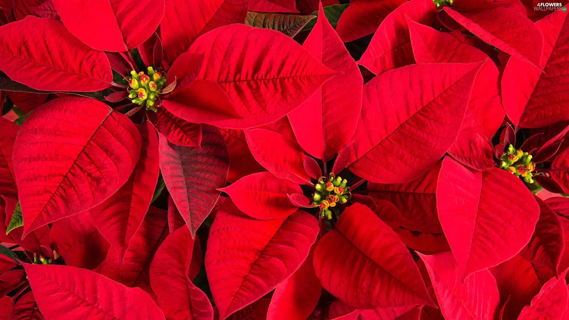 Spurge Comely, poinsettia, Flowers, star of Bethlehem, Red