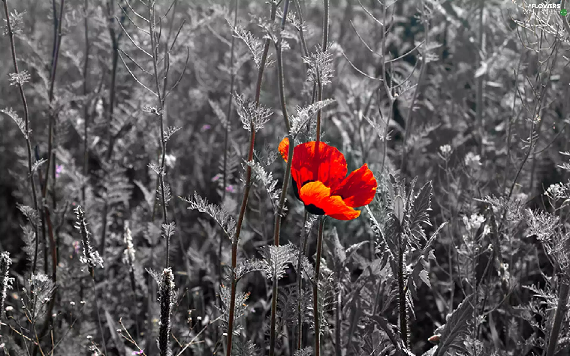 Red Poppy