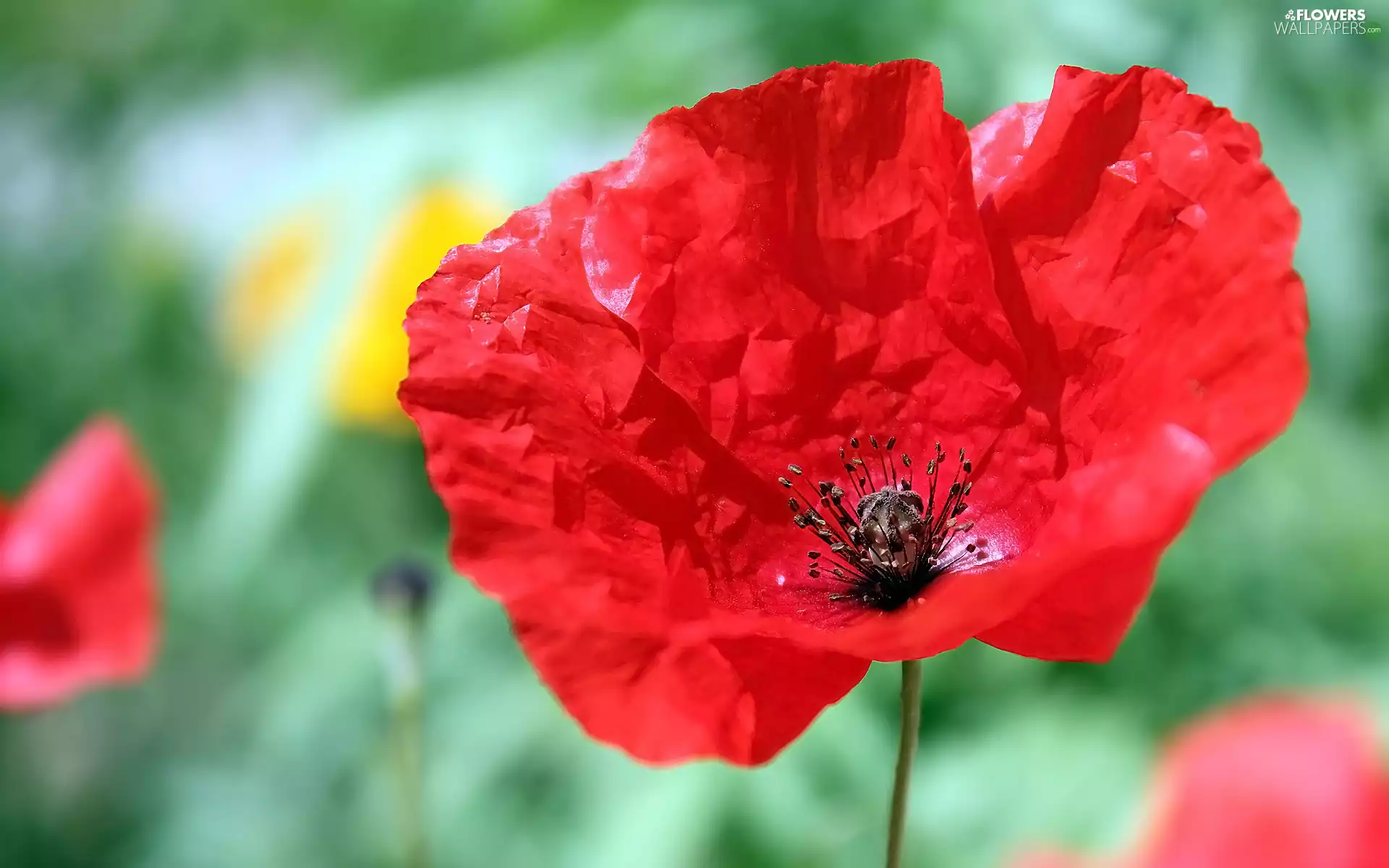 rapprochement, red weed, Red