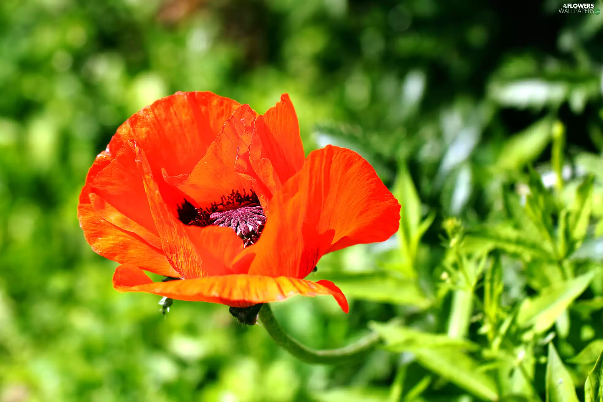 red weed, bloom, Red