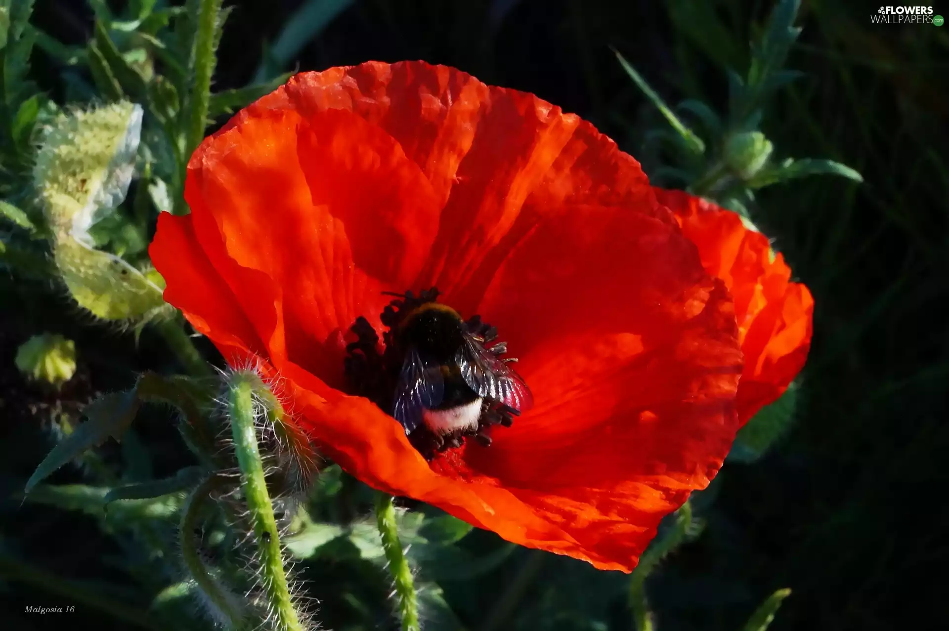 Insect, dumbledor, Red, red weed, Colourfull Flowers