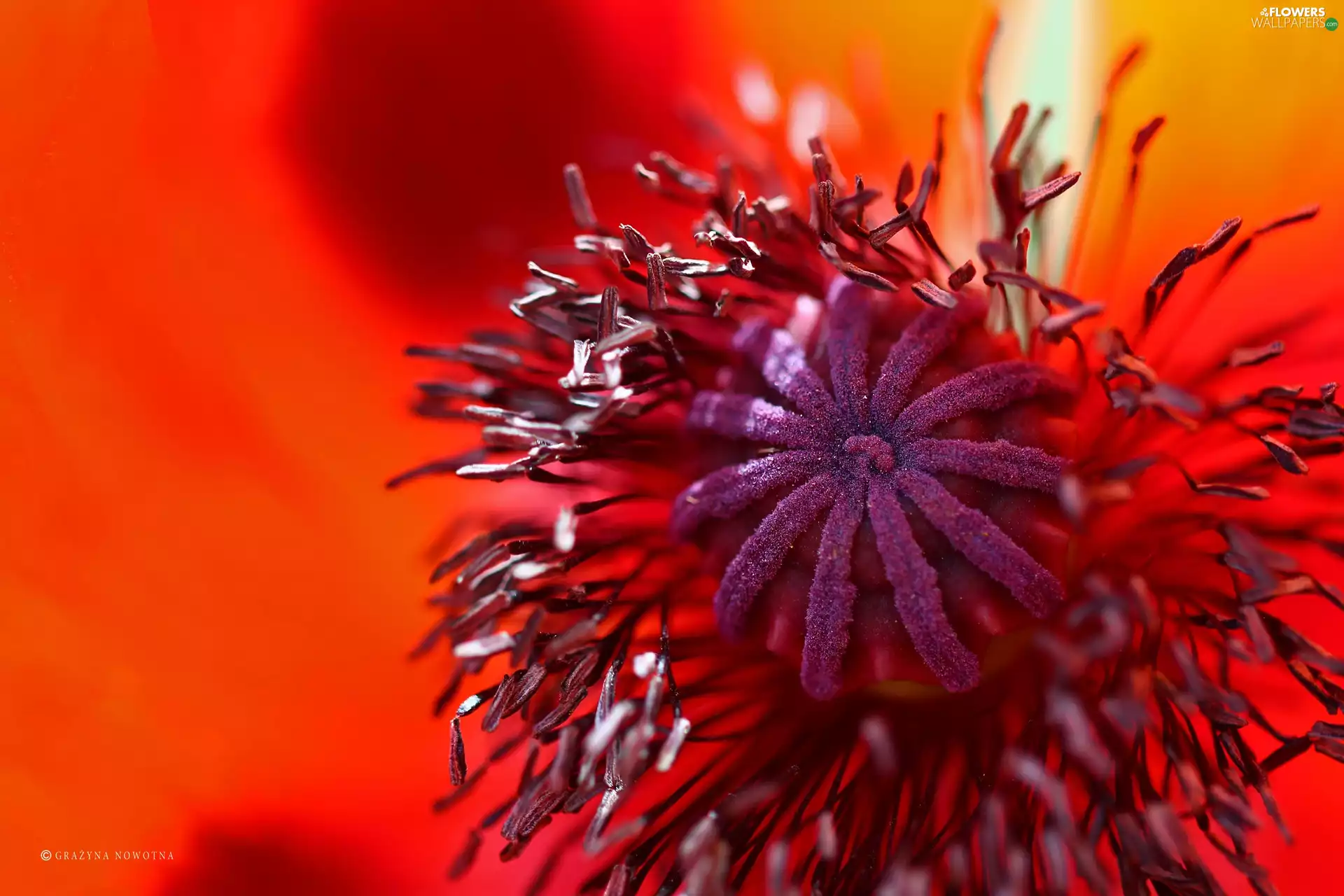 Colourfull Flowers, red weed, Red