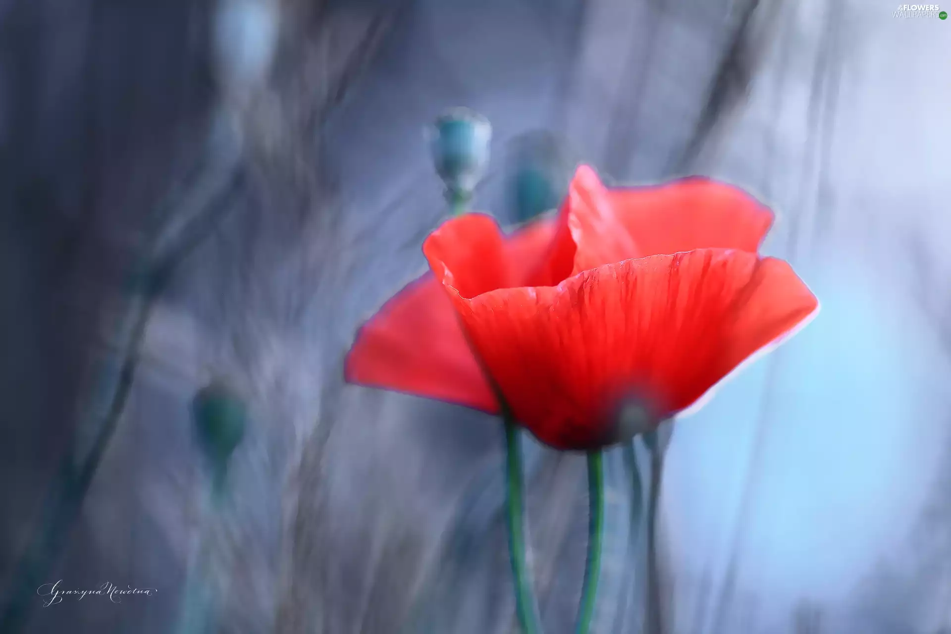 Colourfull Flowers, red weed, Red