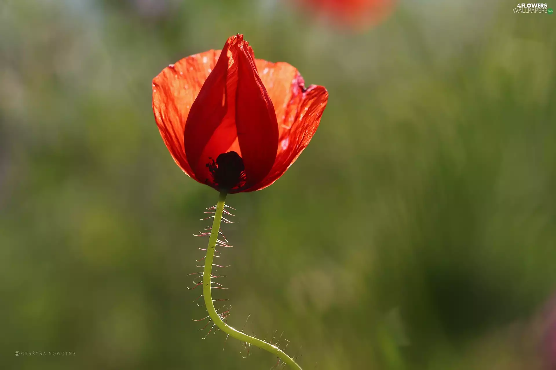 Colourfull Flowers, red weed, Red