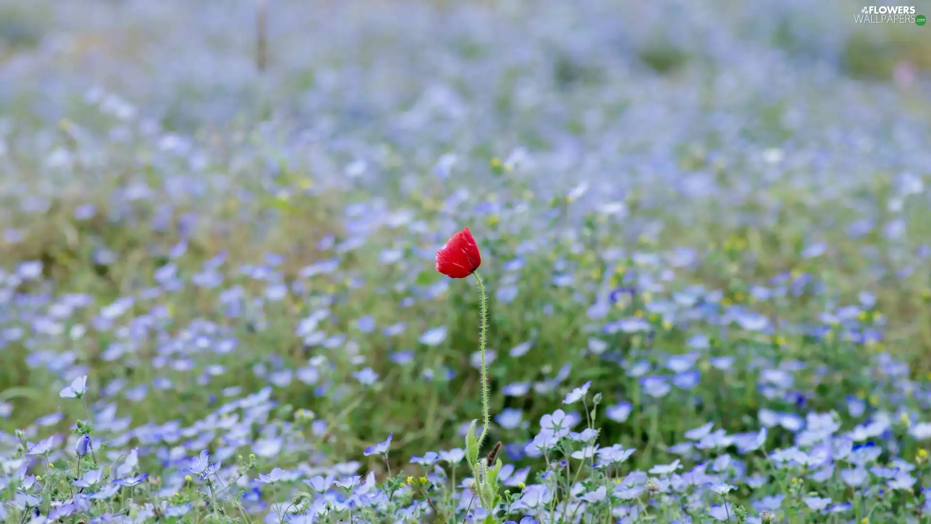Blue, Red, red weed, Flowers