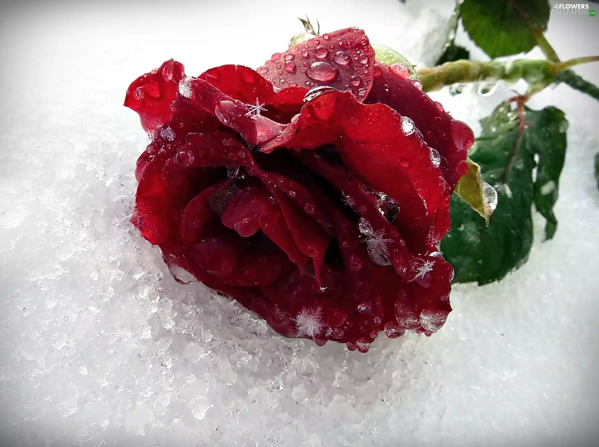 rose, frosted, bright red