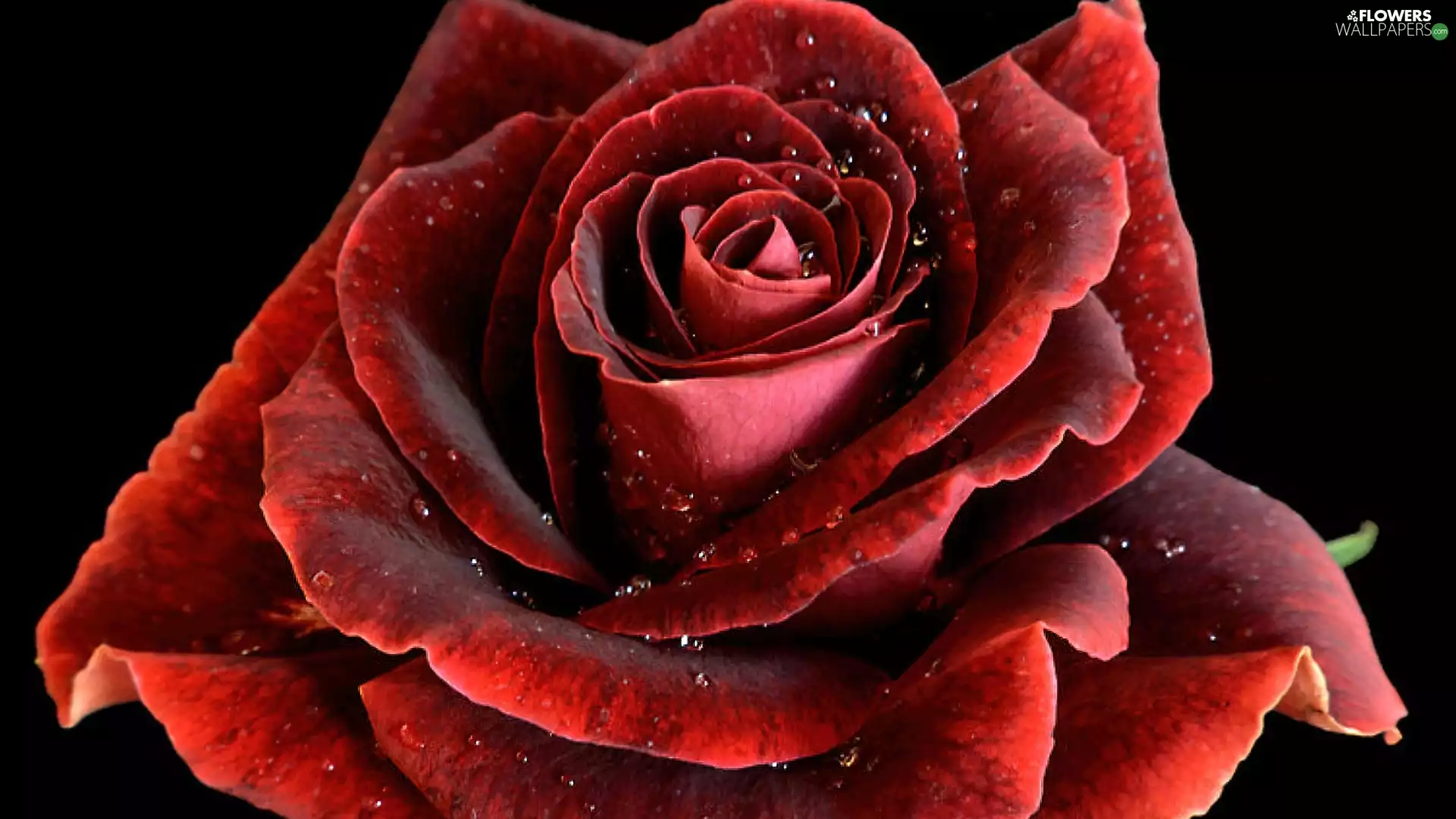 red hot, rose