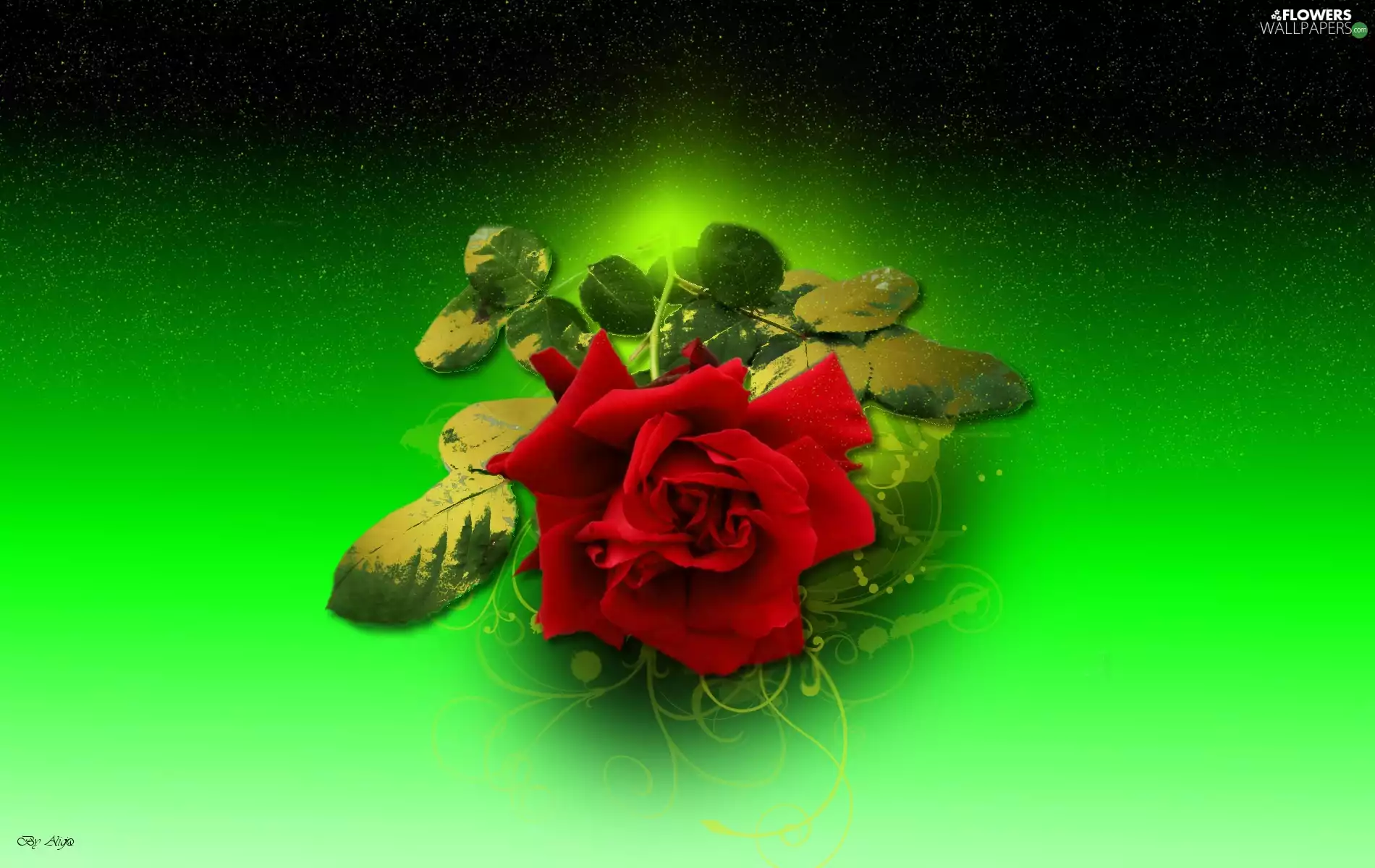 red hot, rose