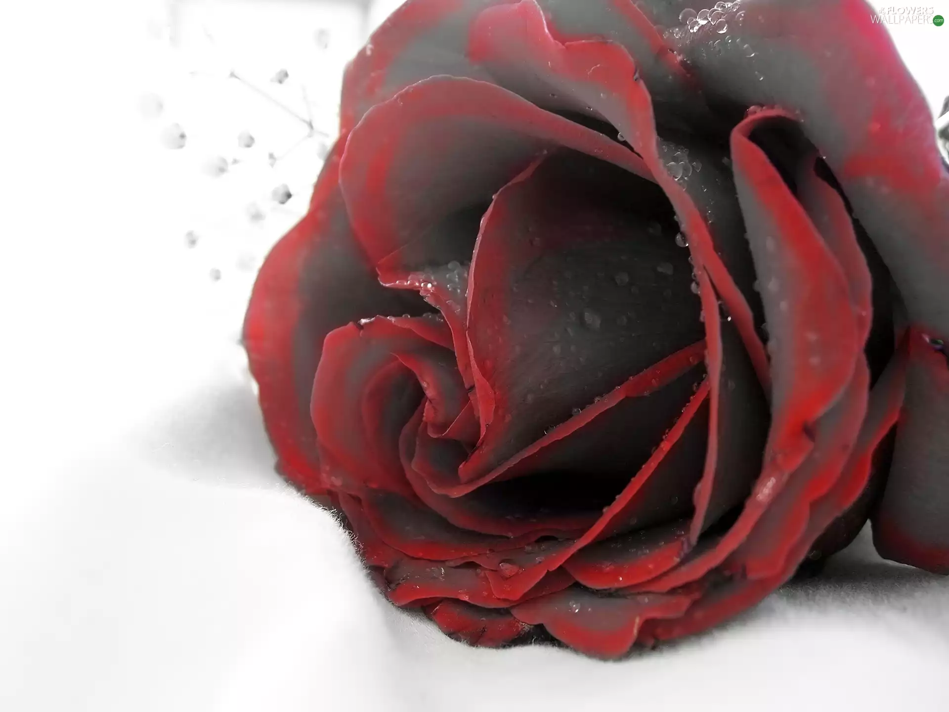 red hot, rose