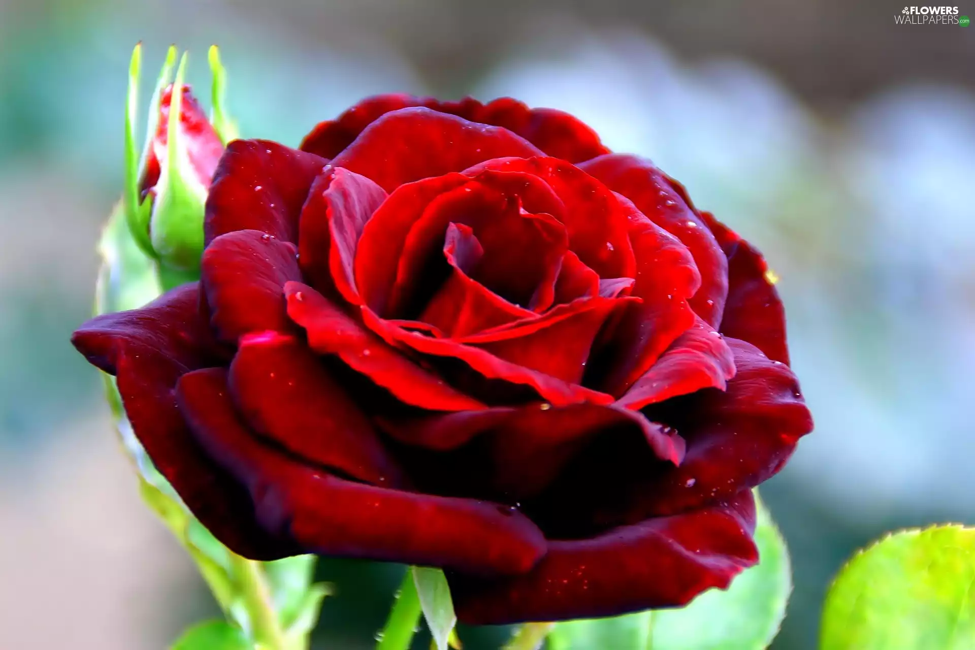 red hot, rose