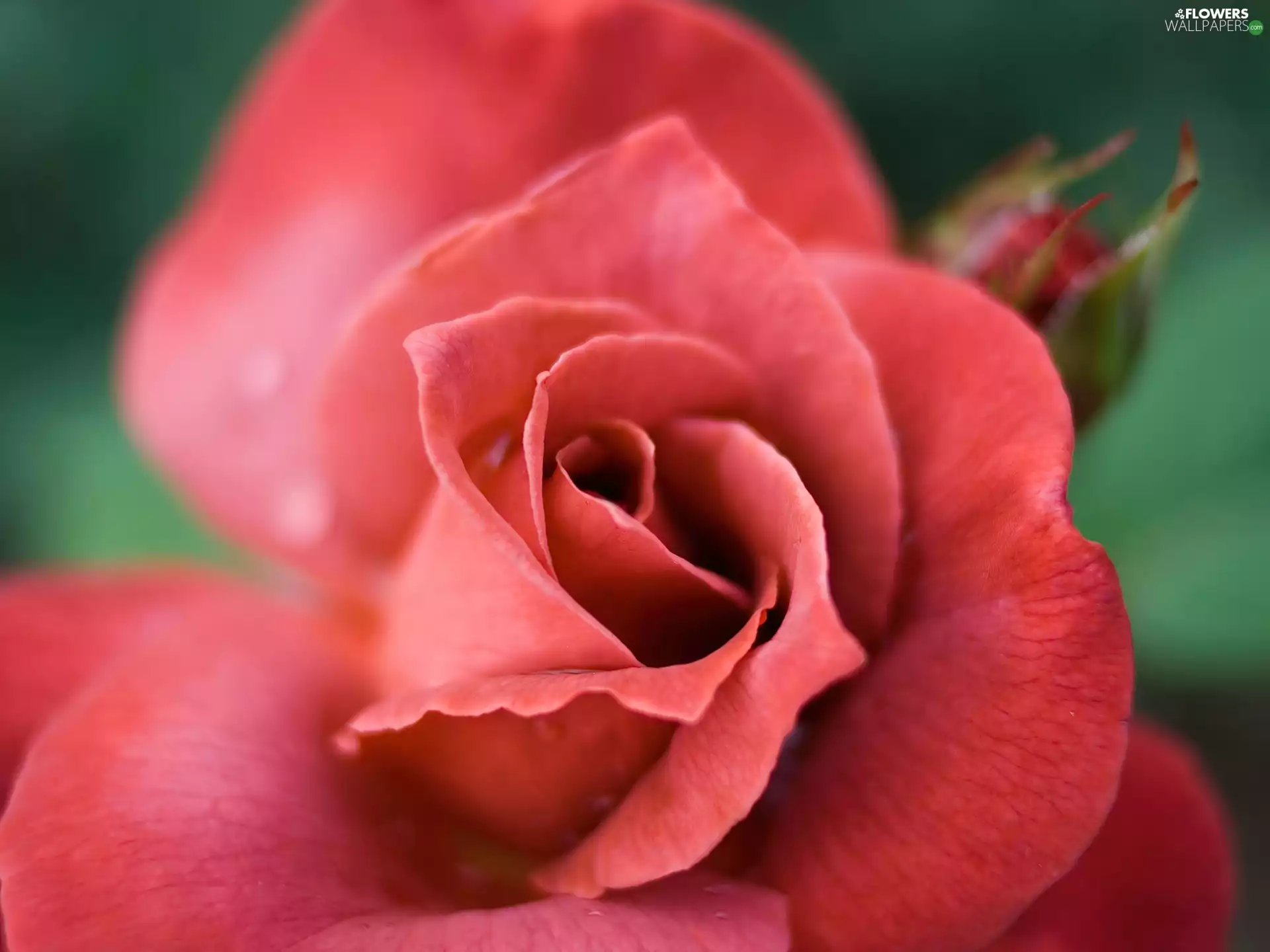 red hot, rose