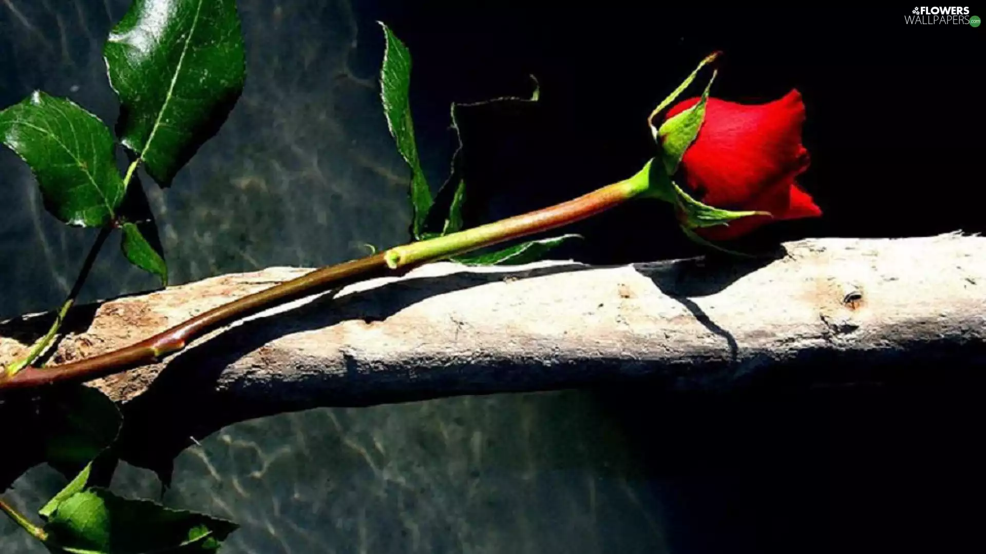 rose, Flower, red hot