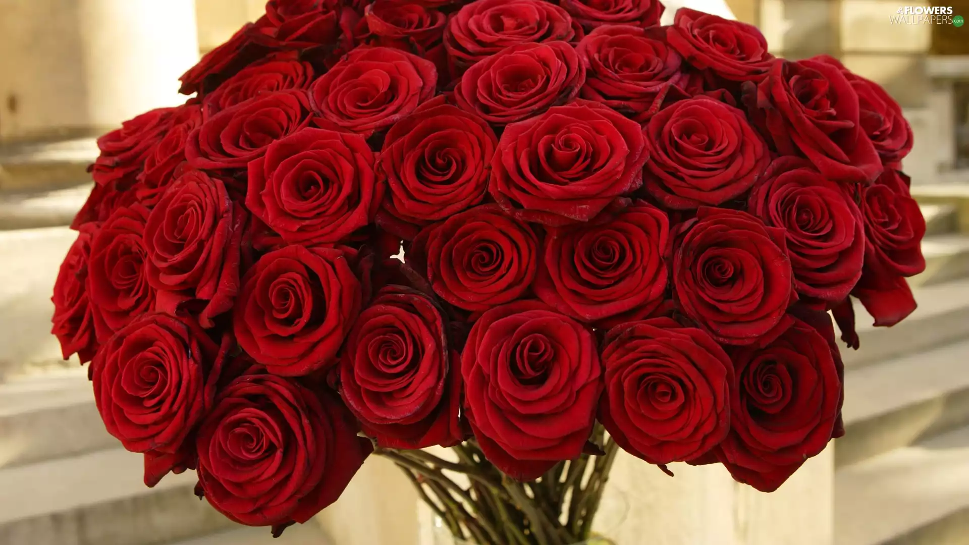 Red, Roses
