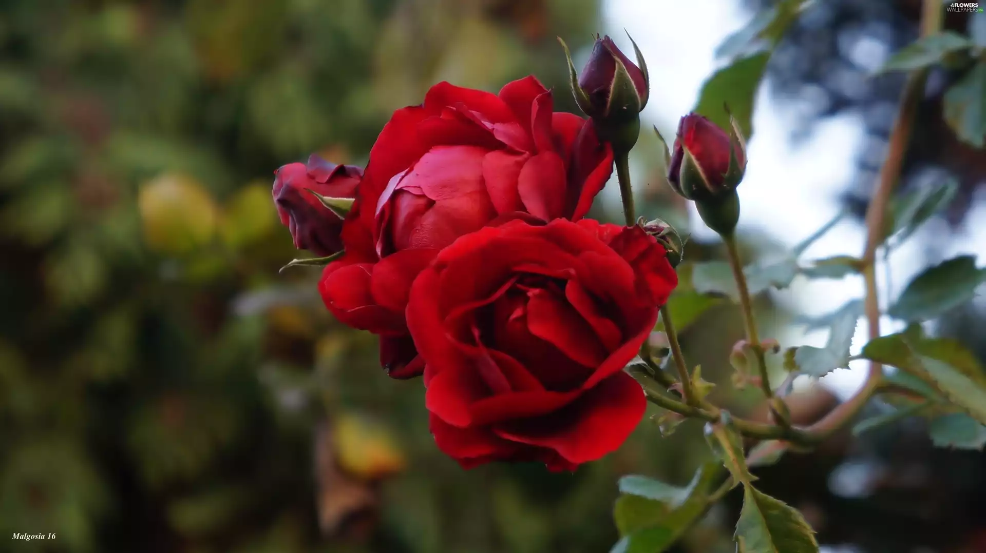 Red, roses