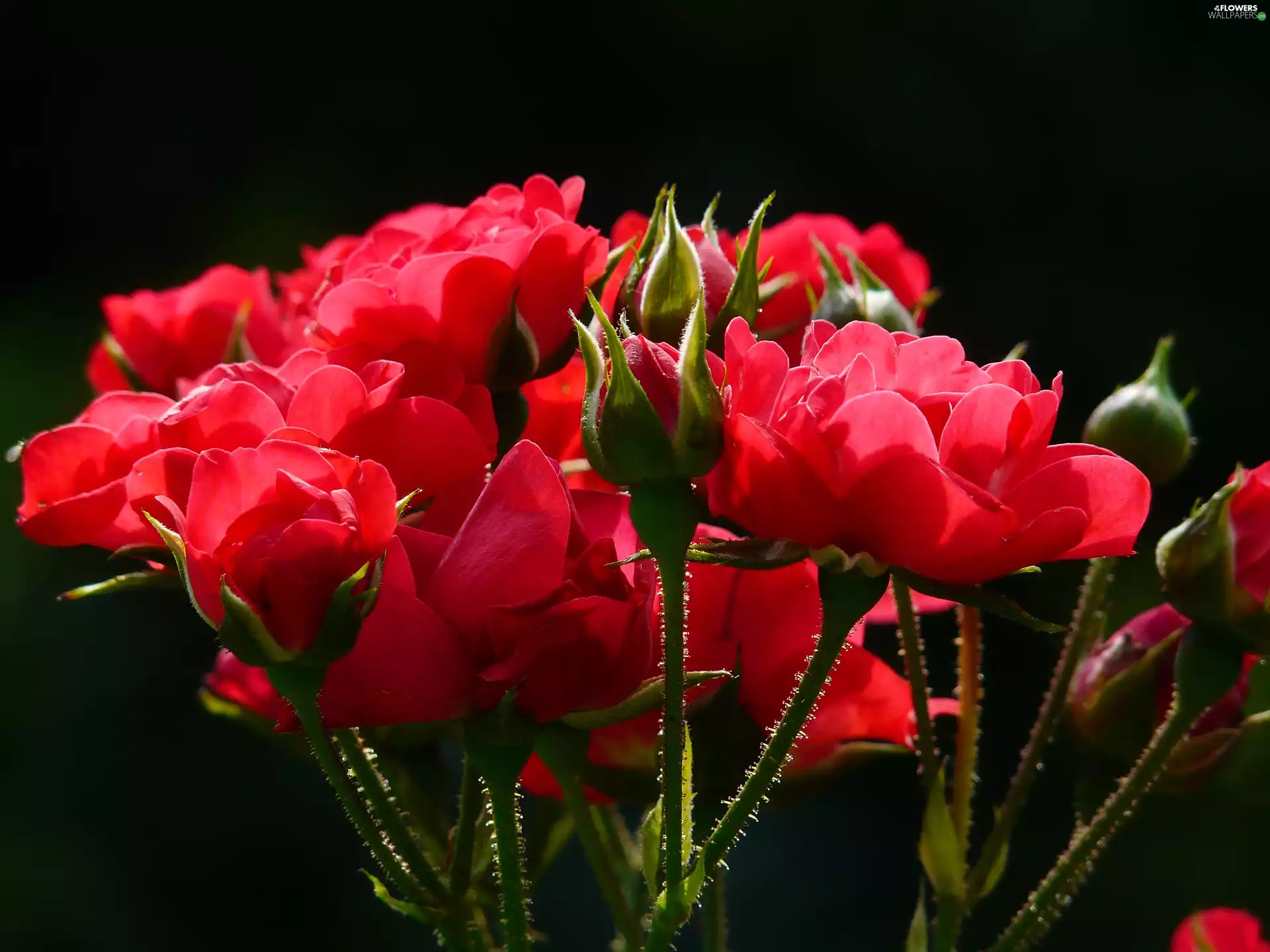 Red, roses