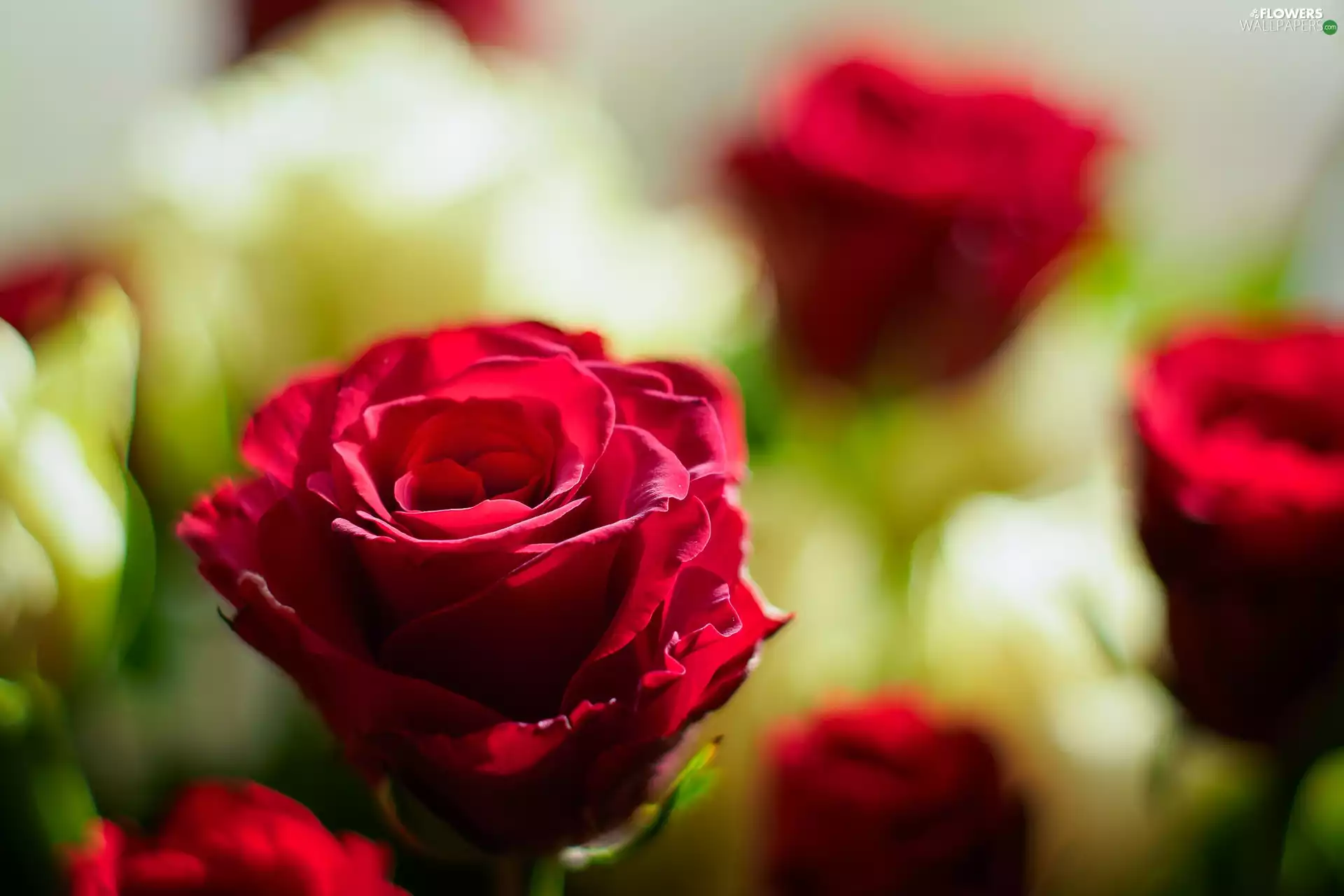Red, Flowers, roses